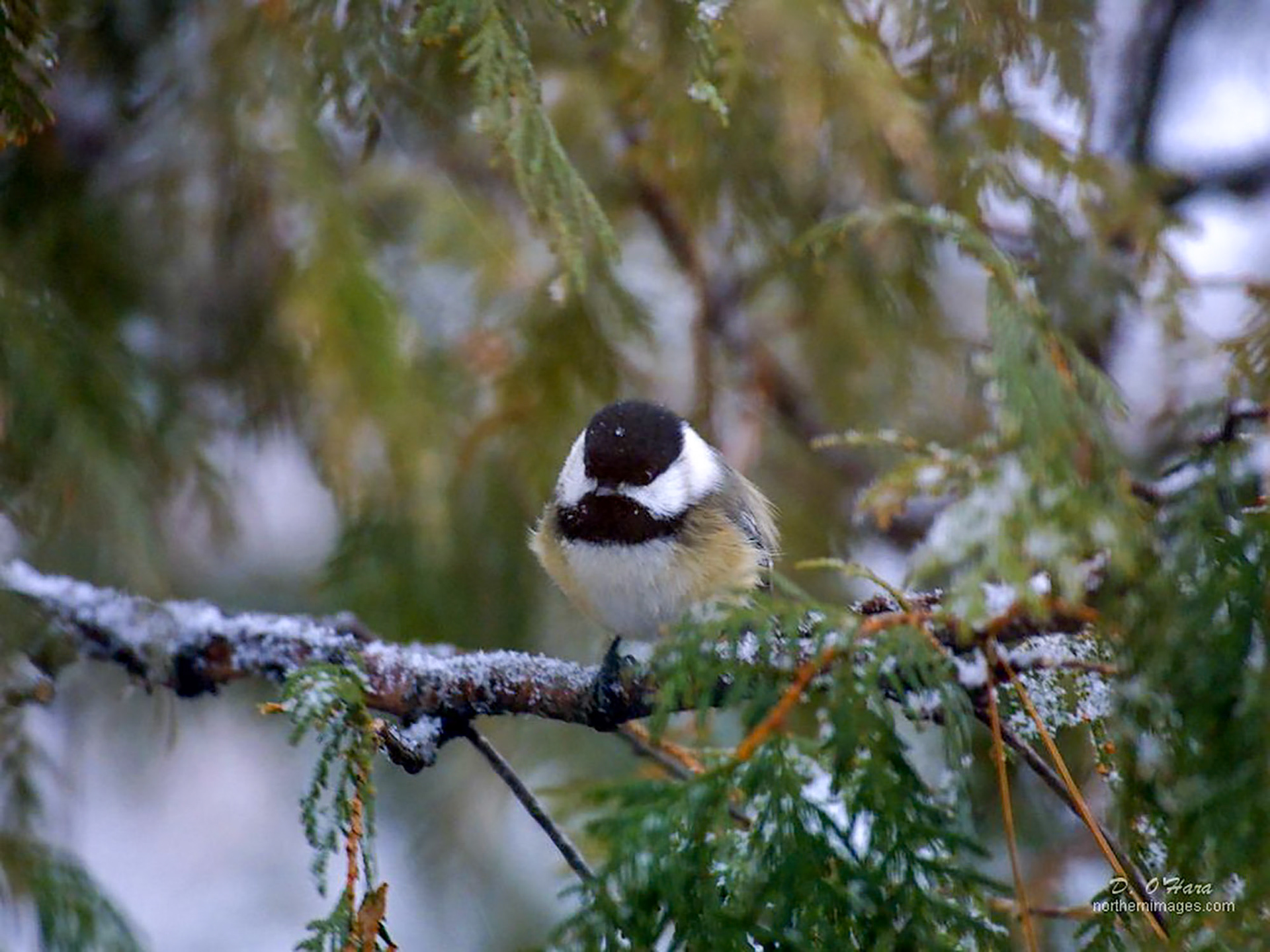 Description - This small bird can be identified by its black cap and bib and white cheeks. The back is grey with white underparts; the wings are edged with white. Their characteristic call is a buzzy "chick-a-dee-dee-dee". Distribution - The black-capped chickadee ranges throughout all of Canada. They inhabit deciduous and mixed forests and open woodlands, often wintering in suburban areas. Biology - The chickadee feeds on insects, seeds and berries. They prepare their nest with grass, fur, plant down, feathers and moss in a hole in a rotten tree stump, a natural cavity or a bird box. This bird is constantly active, either hopping, clinging or hanging from tree branches.