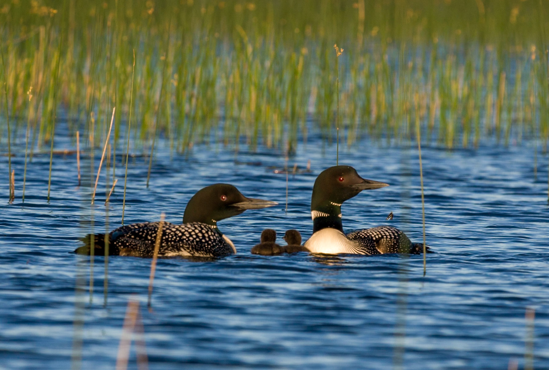 Common Loons