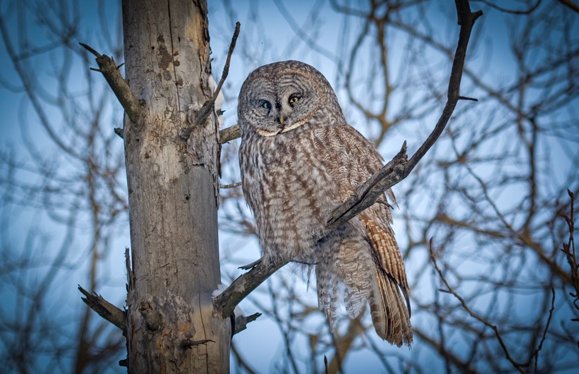 January 22 — Owl WatchDuring January, owls can often be seen along Northland roads and walking paths, and heard at night outside windows, hooting as they hunt for prey. This Great Gray Owl positioned himself high in a tree, keeping an eye on me and the snow-covered landscape below.The Great Gray Owl has the most powerful hearing of any owl—so precise that it can hunt entirely by sound, plunging through deep snow to snatch a tiny mouse it never saw, guided only by subtle movements beneath the surface.It is amazing how God designs and equips His creatures with exactly the abilities they need to survive in the places He has provided for them.“The eyes of all look to You, and You give them their food at the proper time.” — Psalm 145:15The owl is a quiet display of God’s faithful provision. What has He provided for you today?