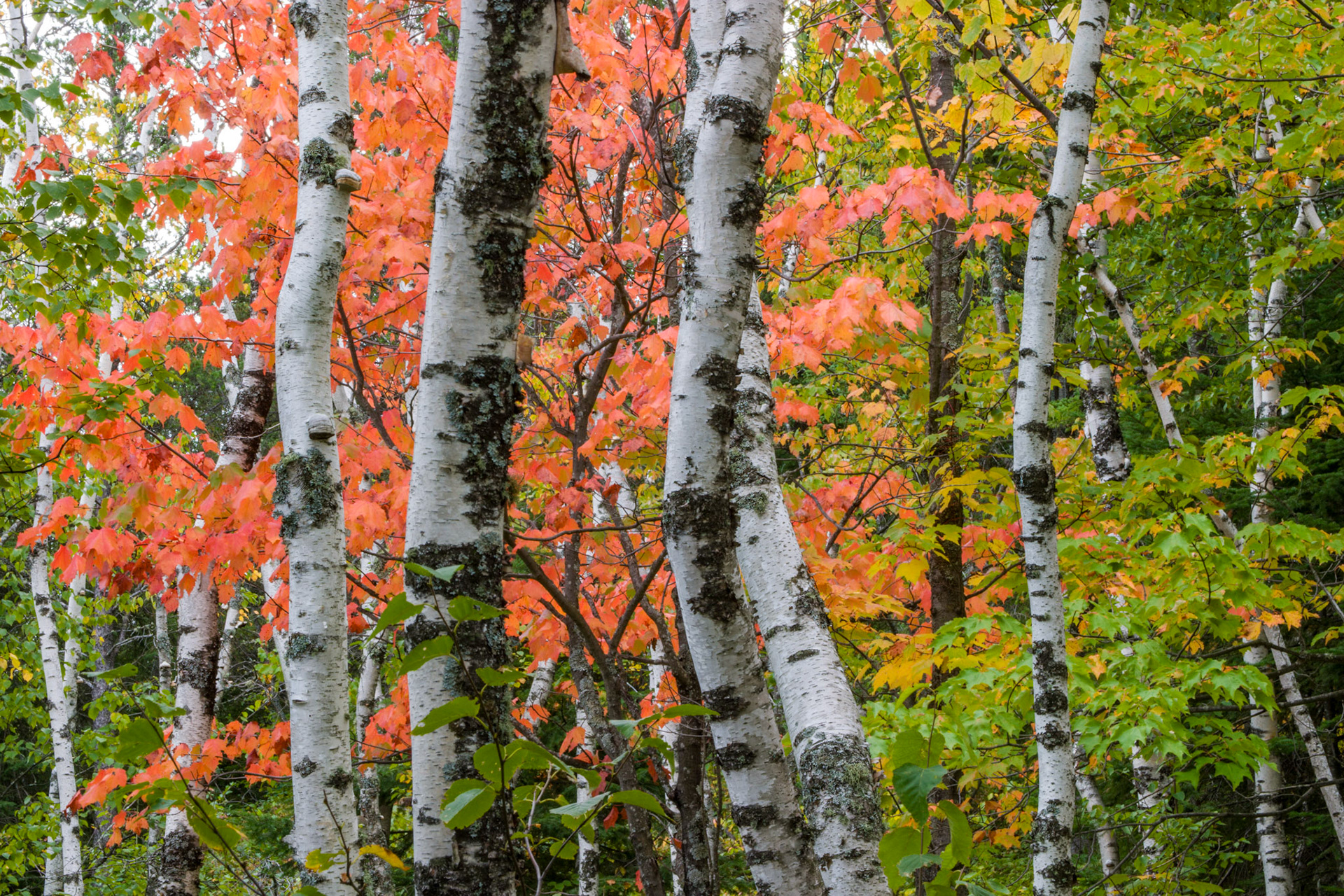 September 14 - Deep Forest Red - Autumn in the Northland comes early, with the first leaves beginning to change by late August. The landscape is in full autumn beauty by mid-September, and colors peak by early October. Surrounded by the vibrant reds, oranges, and yellows of the forest canopy, the cool air and sound of leaves crunching underfoot captures the senses of this particular time of year.Autumn in the Northland is stunning, with colorful hillsides and reflections in streams and lakes. 'O Lord, how manifold are your works! In wisdom have you made them all; the earth is full of your creatures.' Psalm 104:24