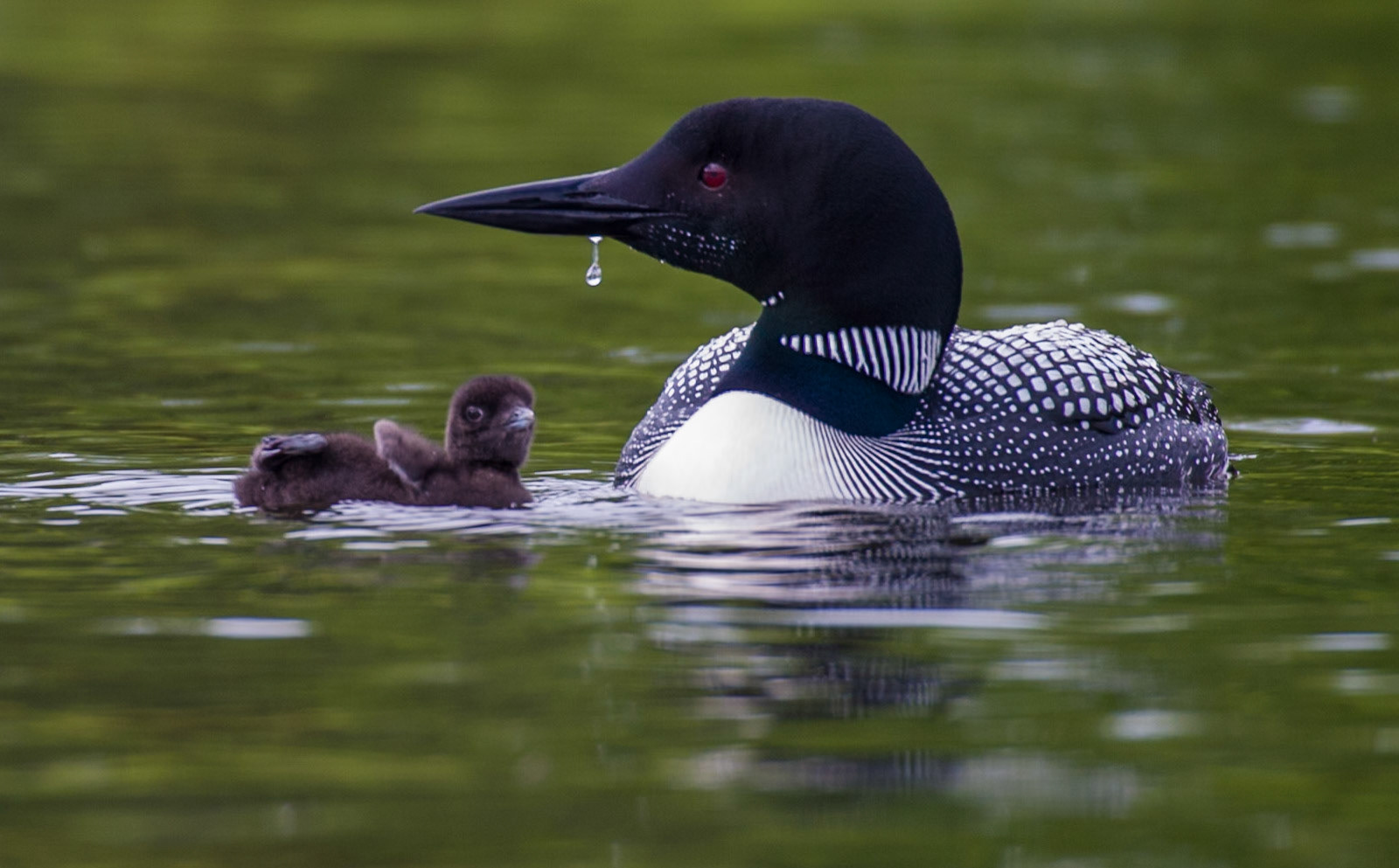Common Loon