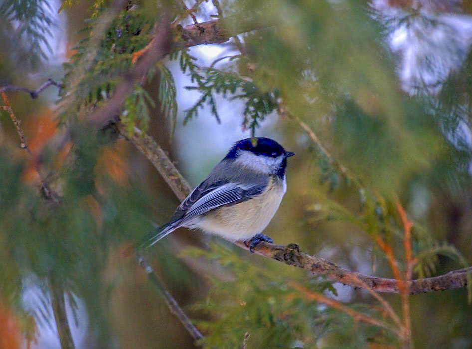 Description - This small bird can be identified by its black cap and bib and white cheeks. The back is grey with white underparts; the wings are edged with white. Their characteristic call is a buzzy "chick-a-dee-dee-dee".