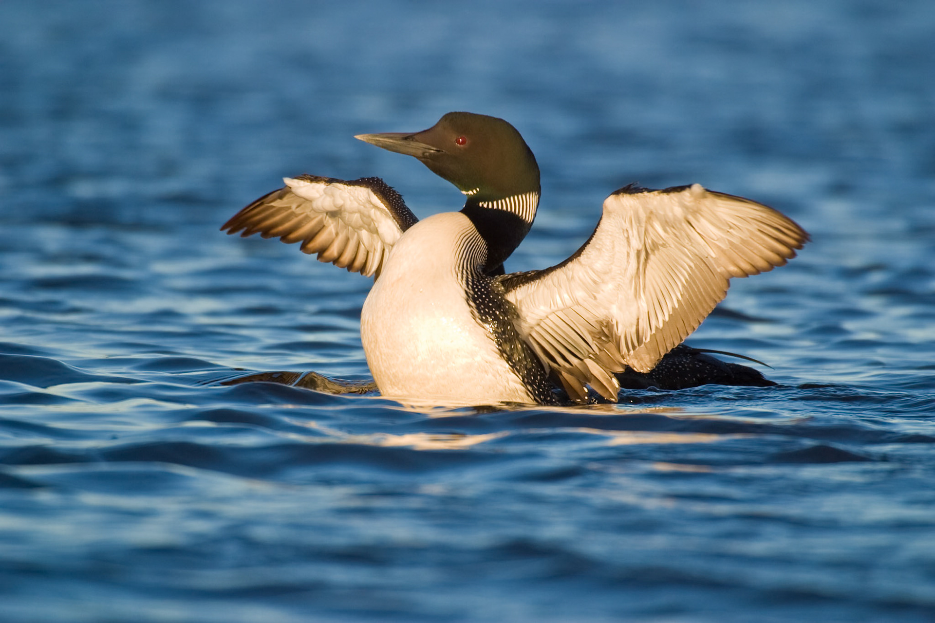 July 3rd - Common Loons, the state bird of Minnesota are one of the most ancient and mysterious of North American Birds.