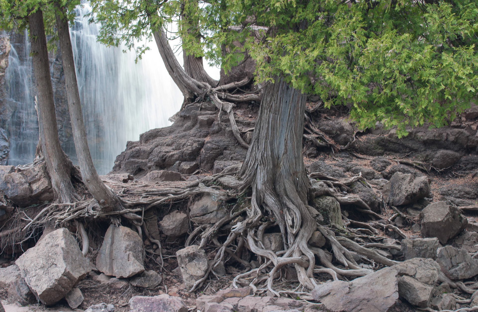 July 19th - Gooseberry Roots - With a backdrop of Gooseberry Falls, this cedar tree shows the incredible ability of God's creations to grow and thrive in harsh environments. He will be like a tree firmly planted by streams of water,Which yields its fruit in its seasonAnd its leaf does not wither;And in whatever he does, he prospers. Psalm 1:3