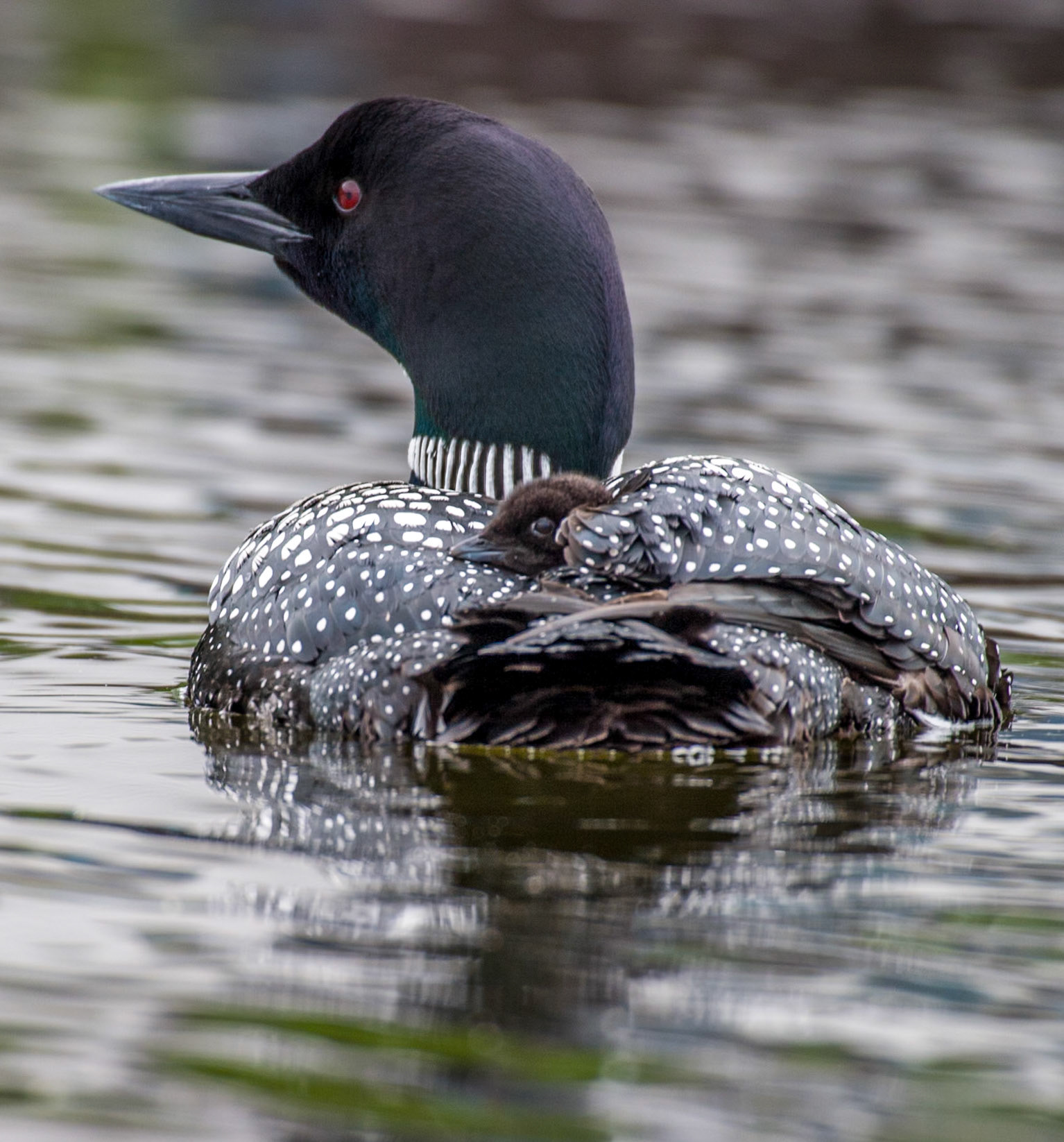 Common Loon
