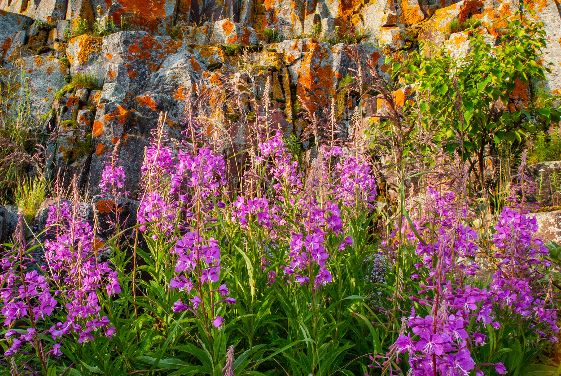 July 7 - Fireweed - One of the last wildflowers of the season, fireweed blossoms along many roadsides in the Northland.The name 'fireweed' comes from this plant's fantastic ability to grow quickly back into areas burned by fire. In this captivating photo, fireweed gracefully adorns the lichen-covered rocks, creating a stunning contrast against the backdrop of Lake Superior's serene shoreline.Consider the lilies, how they grow: they neither toil nor spin; yet I say to you, even Solomon in all his glory was not arrayed like one of these. Luke 12:27God loved you far more than the flowers; he went to the cross for those he loves