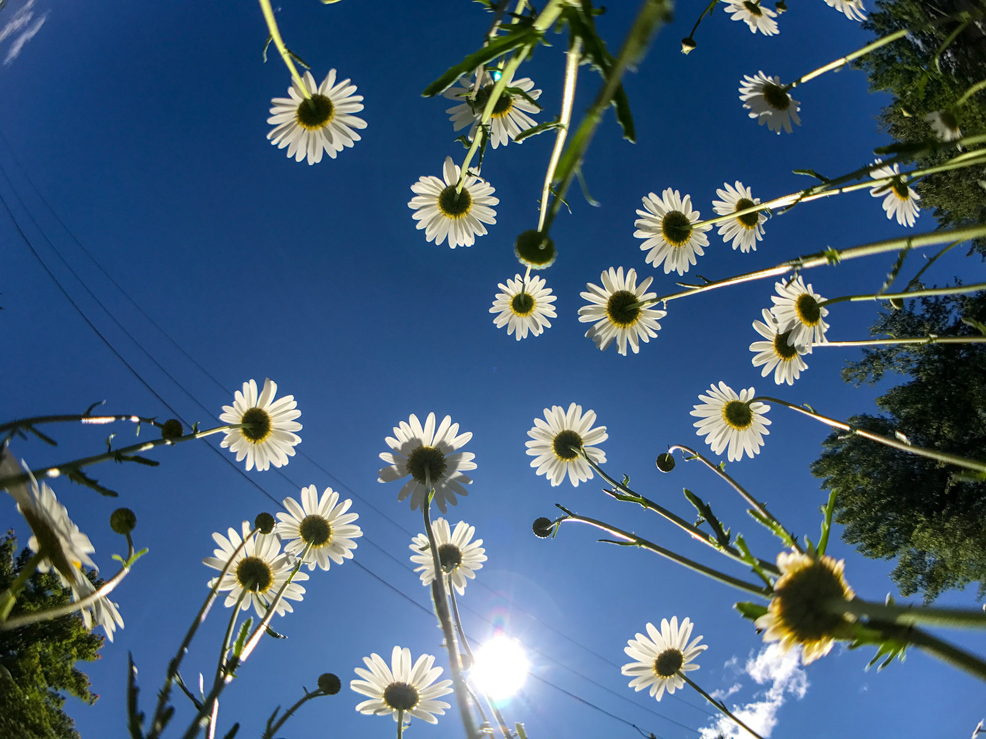 July 2 - Looking Up! July 2 - Looking Up! - Daisies seem to embrace the sun. -- I held my iPhone under the flowers for this photo to get a different perspective.Daisies are part of the sunflower family and are often used as symbols of innocence, purity, and mourning. People sometimes use daisies for medicinal purposes. The leaves of the daisy plant contain a natural anti-inflammatory agent that can help reduce pain and swelling. Psalm 103:15-16 - "As for man, his days are like grass; he flourishes like a flower of the field; for the wind passes over it, and it is gone, and its place knows it no more."It's interesting how daisies always point to the sun. Likewise, everything we do as Christians points to the "Son."