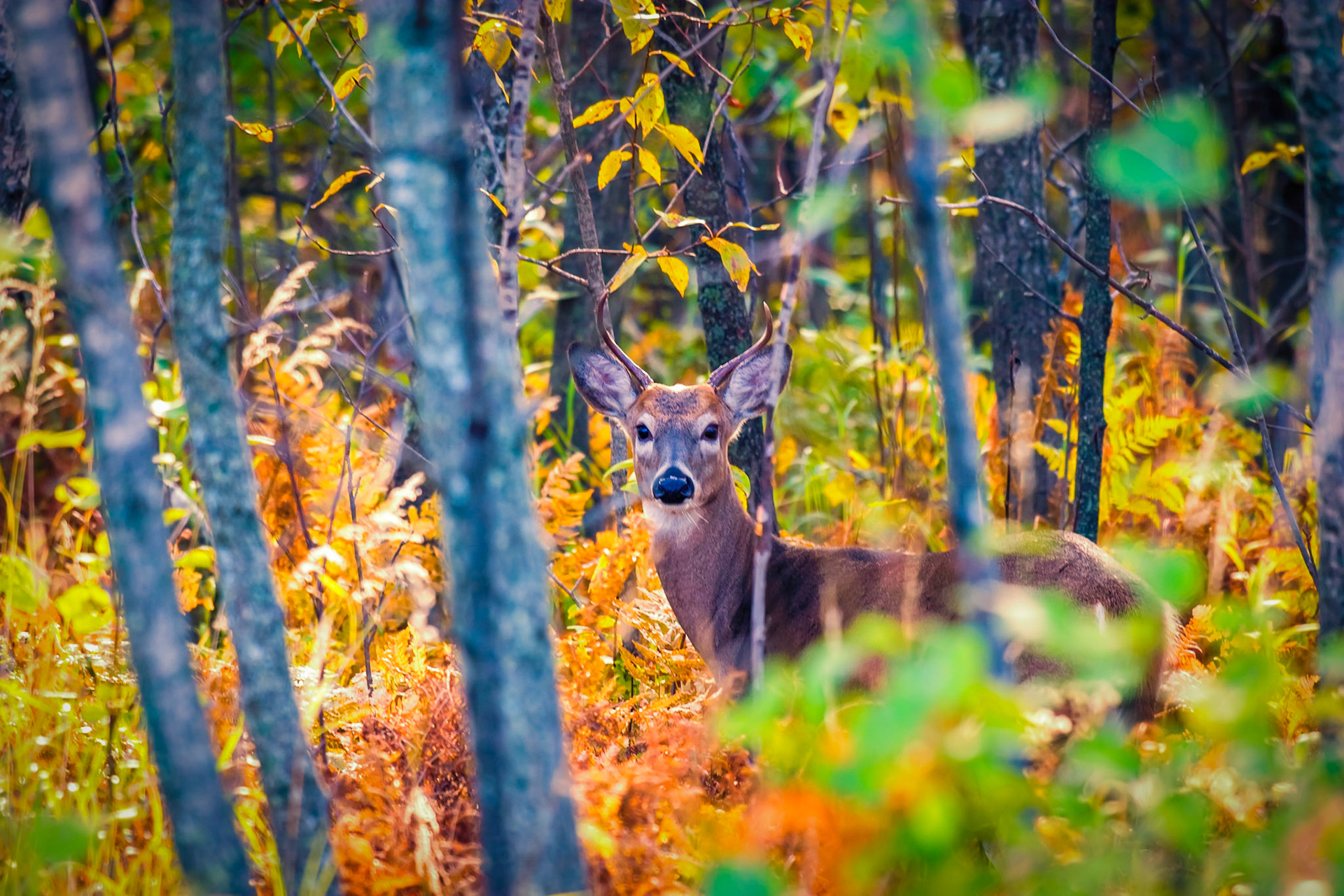 October 18 - October Buck - Hiding in the woods along Skyline Drive, a young buck stops to peek out at a passing stranger.Whitetail deer are prolific in the area and enhance the photographic opportunities across the region.If you look and enjoy nature, you might glimpse another fleeting beauty.Psalm 42:1 - "As the deer pants for streams of water, so my soul pants for you, my God."