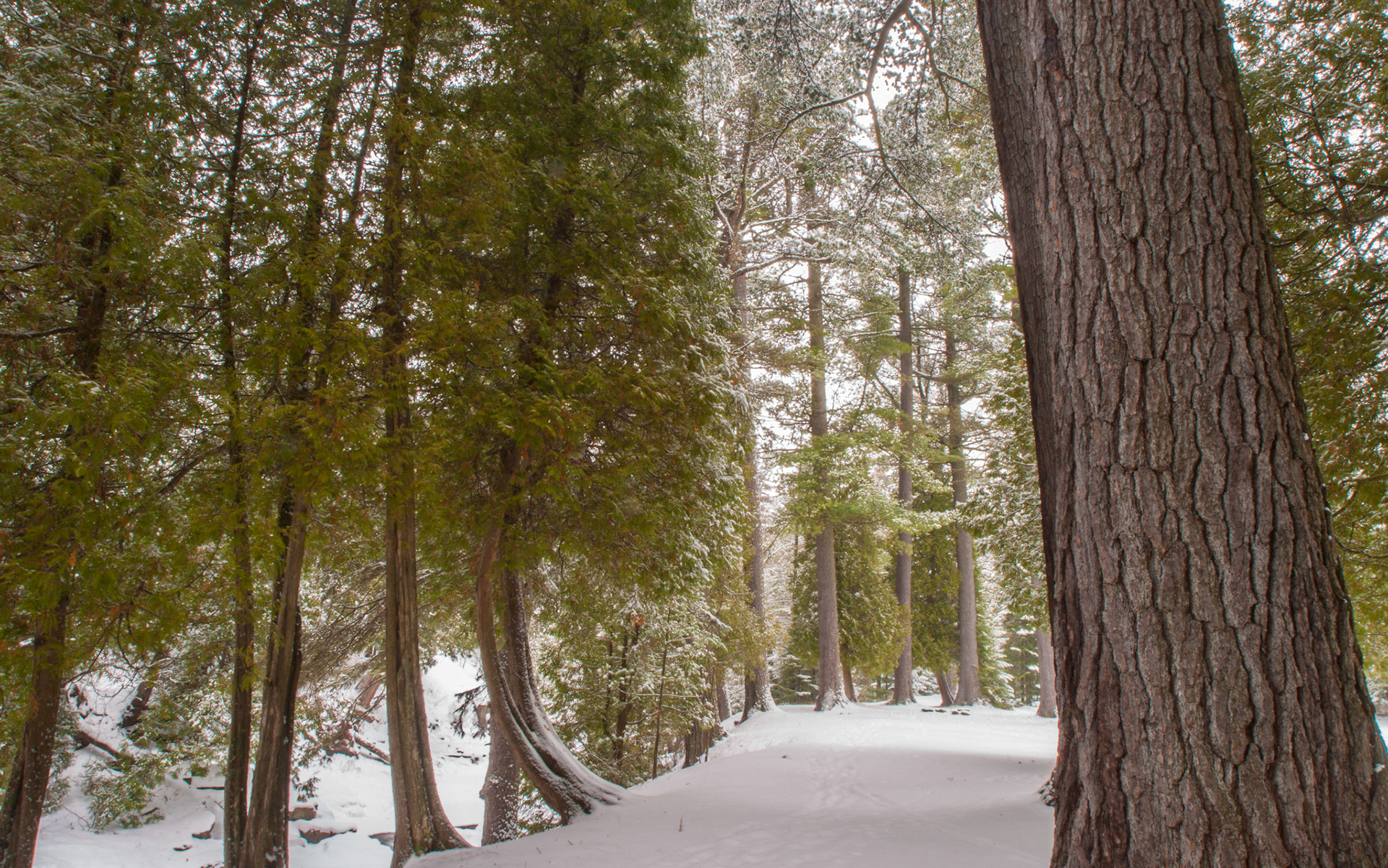 November 26 - Snowy Cedars Cedar trees line the banks of Amity Creek in Laster Park in Duluth on a snowy late November day. His appearance was like lightning, and his clothing was white as snow. Matthew 28:3