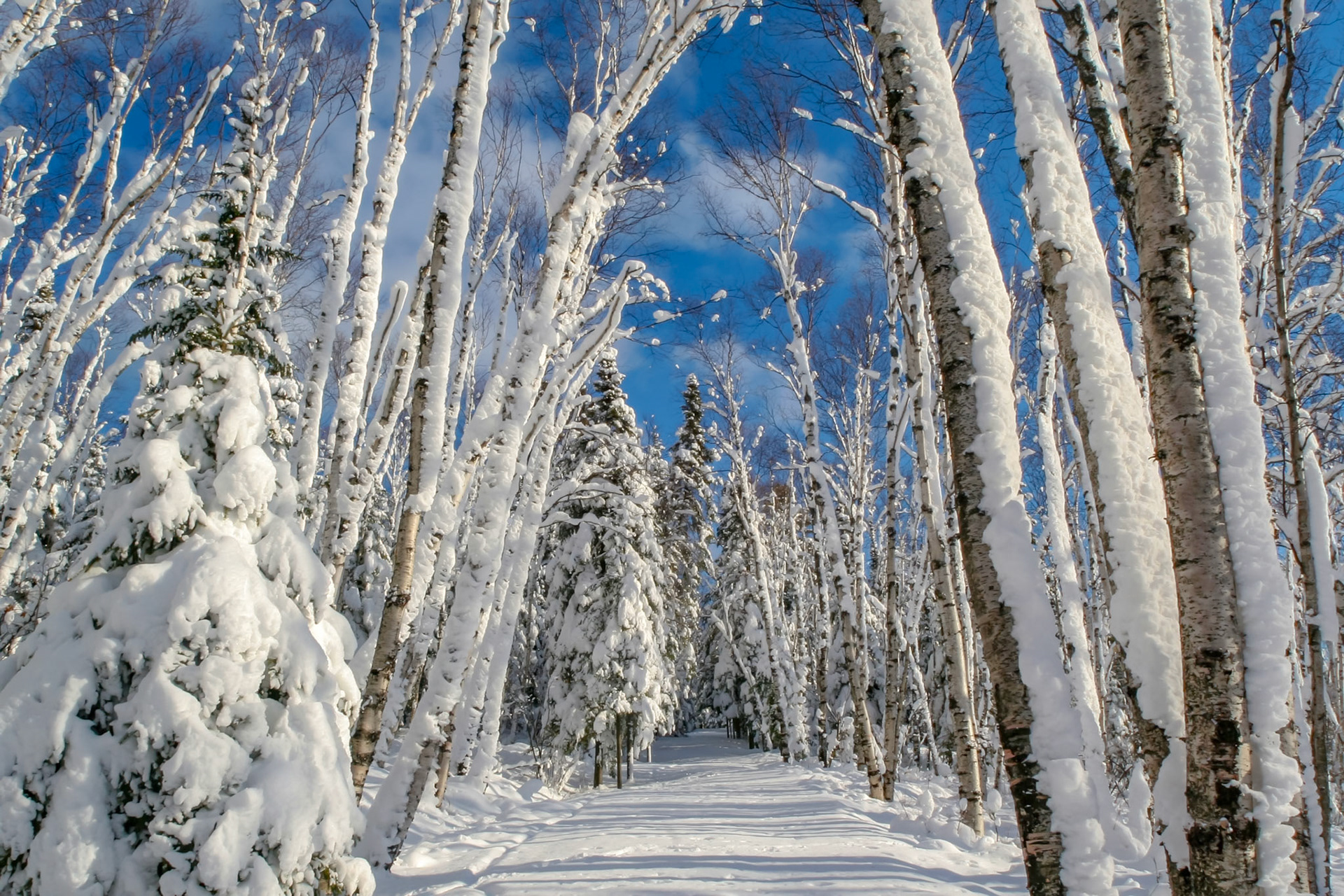 December 18th - Snow CoverThe forest around Split Rock Lighthouse became a winter wonderland after a two-foot snowfall blanketed the area during a December storm.Like the cold of snow in the time of harvest is a faithful messenger to those who send him; he refreshes the soul of his masters. Proverbs 25:13