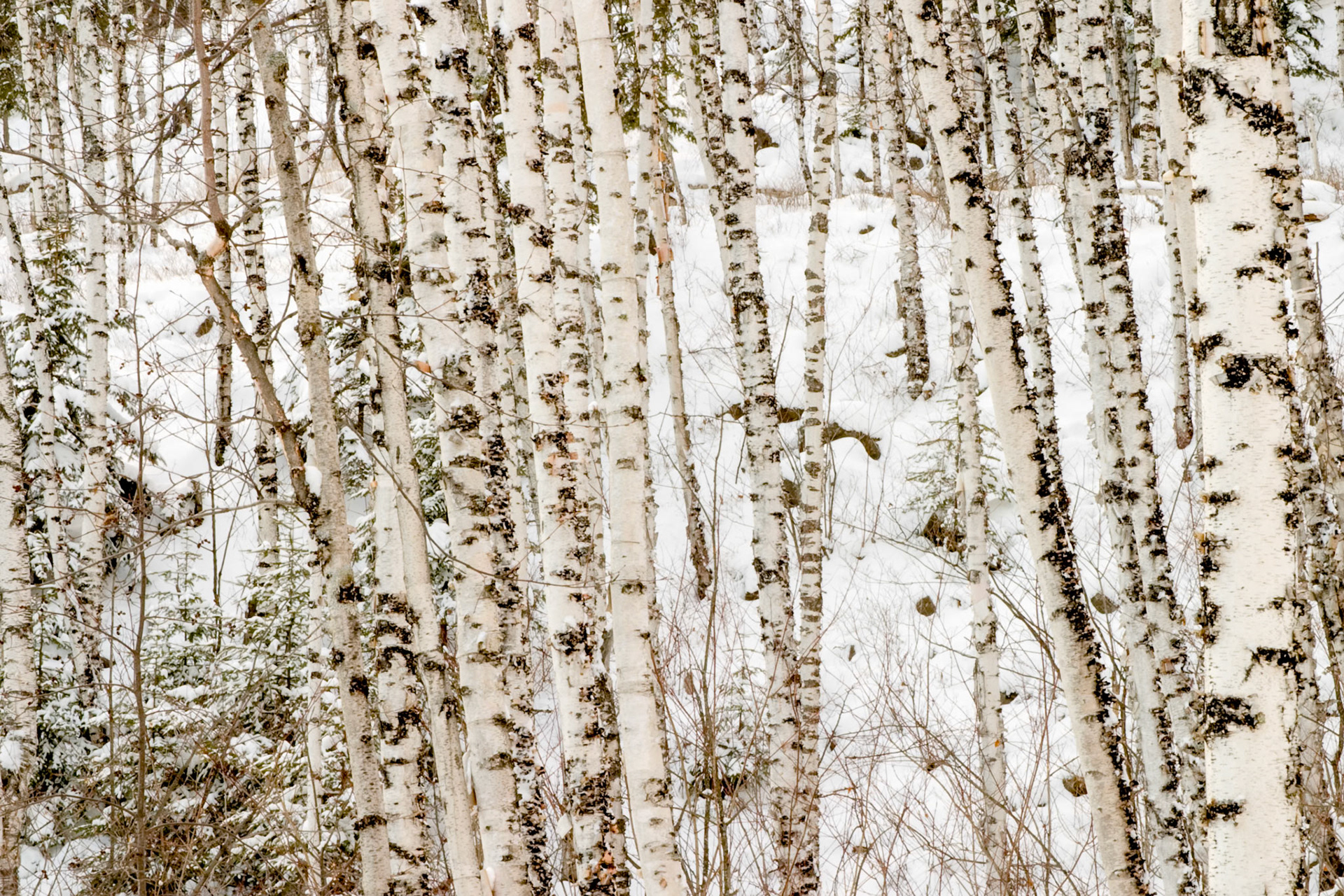 Birch trees stand tall against a snowy backdrop duing a cold winter day at Split Rock State Park.