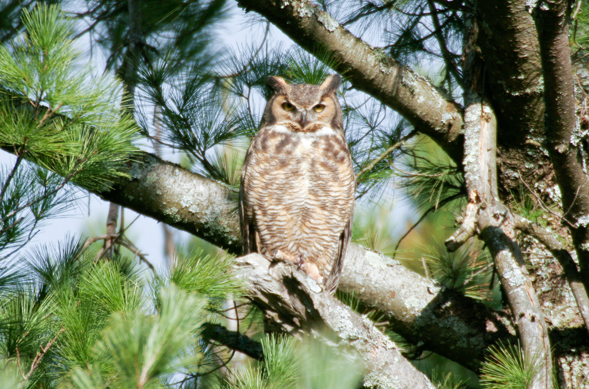 April 24 - Great Horned Owl. An adult Great Horned Owl keeps its eyes on me and its baby chicks in a nearby tree.Great-horned owls are fascinating creatures! Did you know that they are one of the earliest nesting birds in North America, often laying their eggs in January or February? They are also known for their distinctive hooting call, which can be heard from up to two miles away. Great-horned owls have large talons that can exert a force of 500 pounds per square inch, allowing them to easily capture and kill prey as large as rabbits and skunks.  "God saw all that he had made, and it was very good." Genesis 1:31This verse reminds us that everything in the natural world has a purpose and function and that each part of creation is interconnected and dependent on the others.