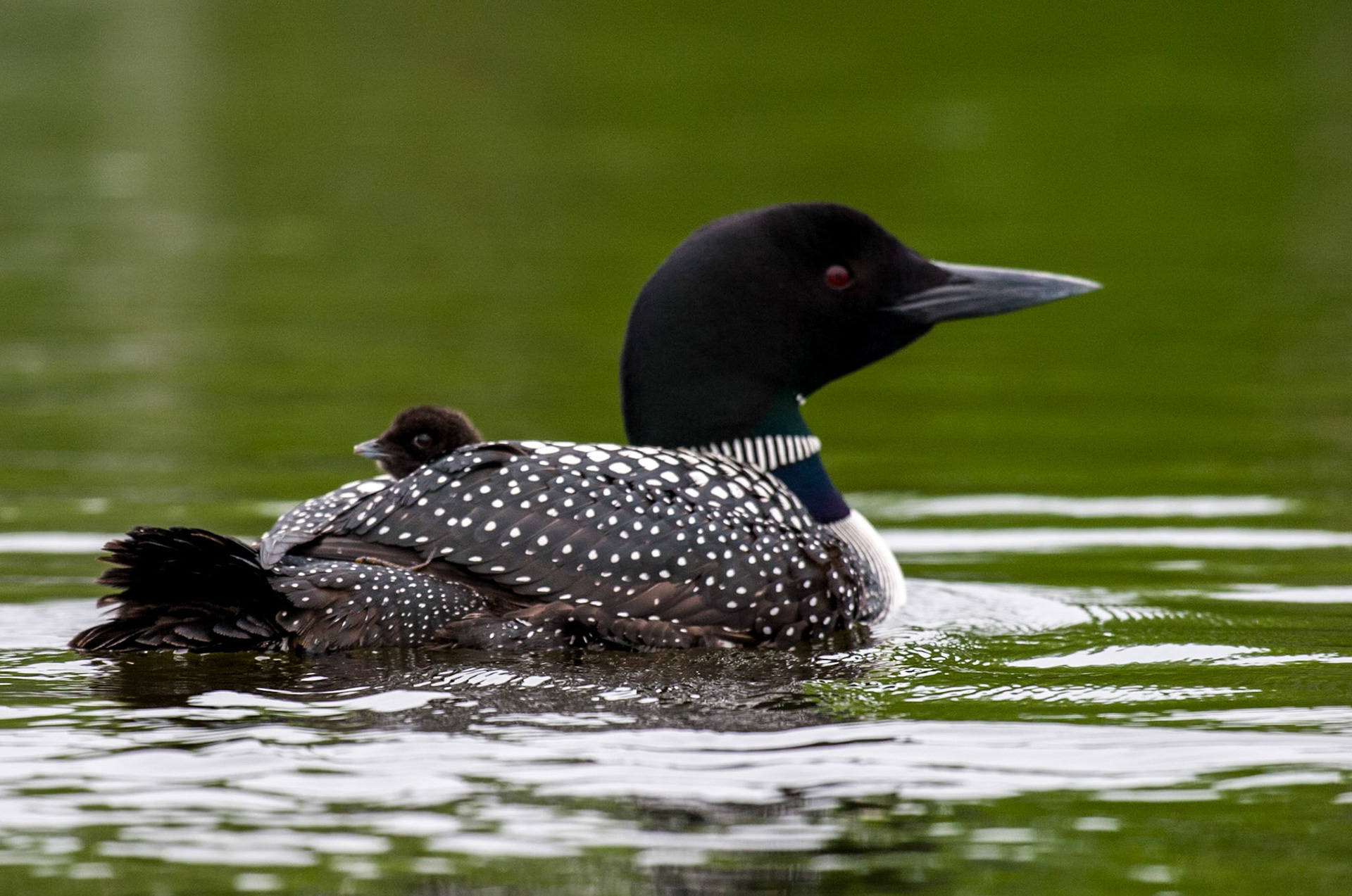 Common Loon