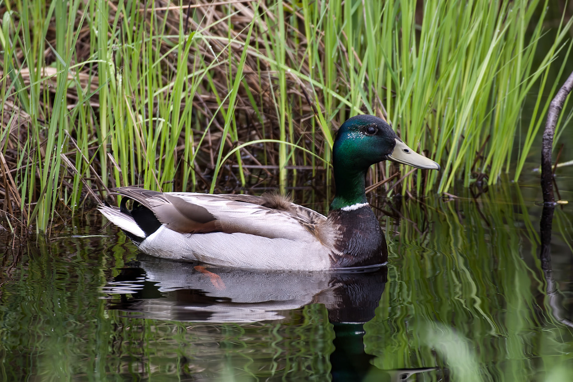 Weloming Spring, a male mallard duch searches for a mate.