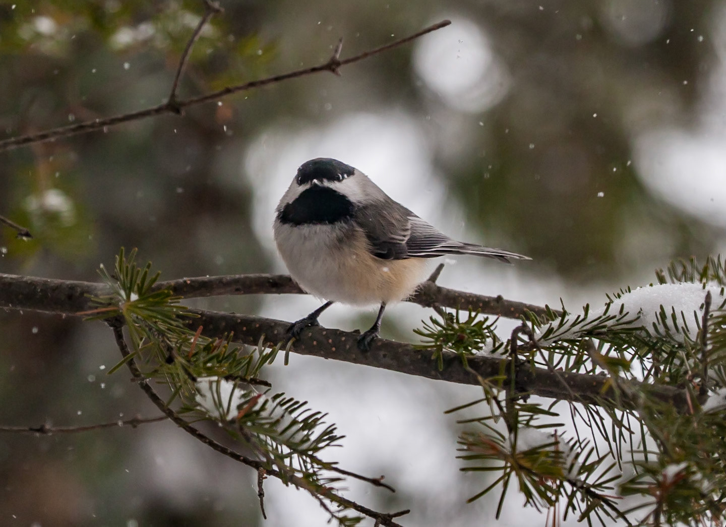 March 3 — Black-Capped Chickadee It’s always amazing to see how these resilient little birds sing through winter. Chickadees require up to 20 times as much food in cold months as in summer. During fall, they hide seeds in bark crevices, pine needles, and beneath moss. In winter, they can recall thousands of precise cache locations, sometimes months later.These friendly birds flutter through the woods, singing as they go, seemingly carefree—yet they face constant threats from predators such as owls and hawks.Although chickadees can be challenging to photograph without a telephoto lens, they often allow surprisingly close encounters before taking flight.“Beside them the birds of the heavens dwell;They sing among the branches.” — Psalm 104:12God created these small creatures to remind us of His provision through instinct, preparation, and endurance. If He faithfully sustains them, He will do far more for you today.