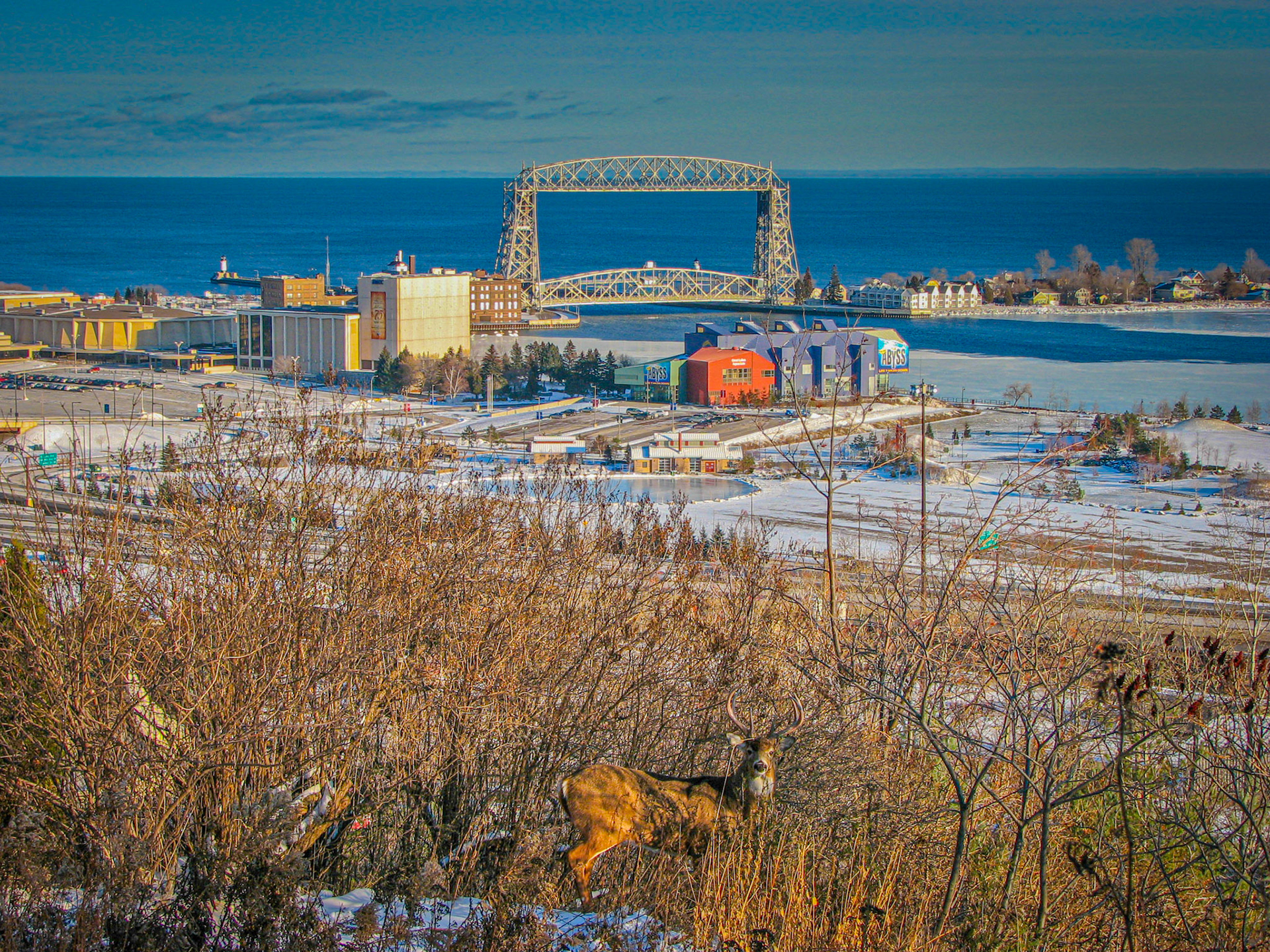 December 9th - Undercover BuckA large white-tailed buck hangs out in the woods above the Duluth Harbor, hidden from view by the tall brush.The Lord is good to all, and his mercy is over all that he has made. Psalm 145:9