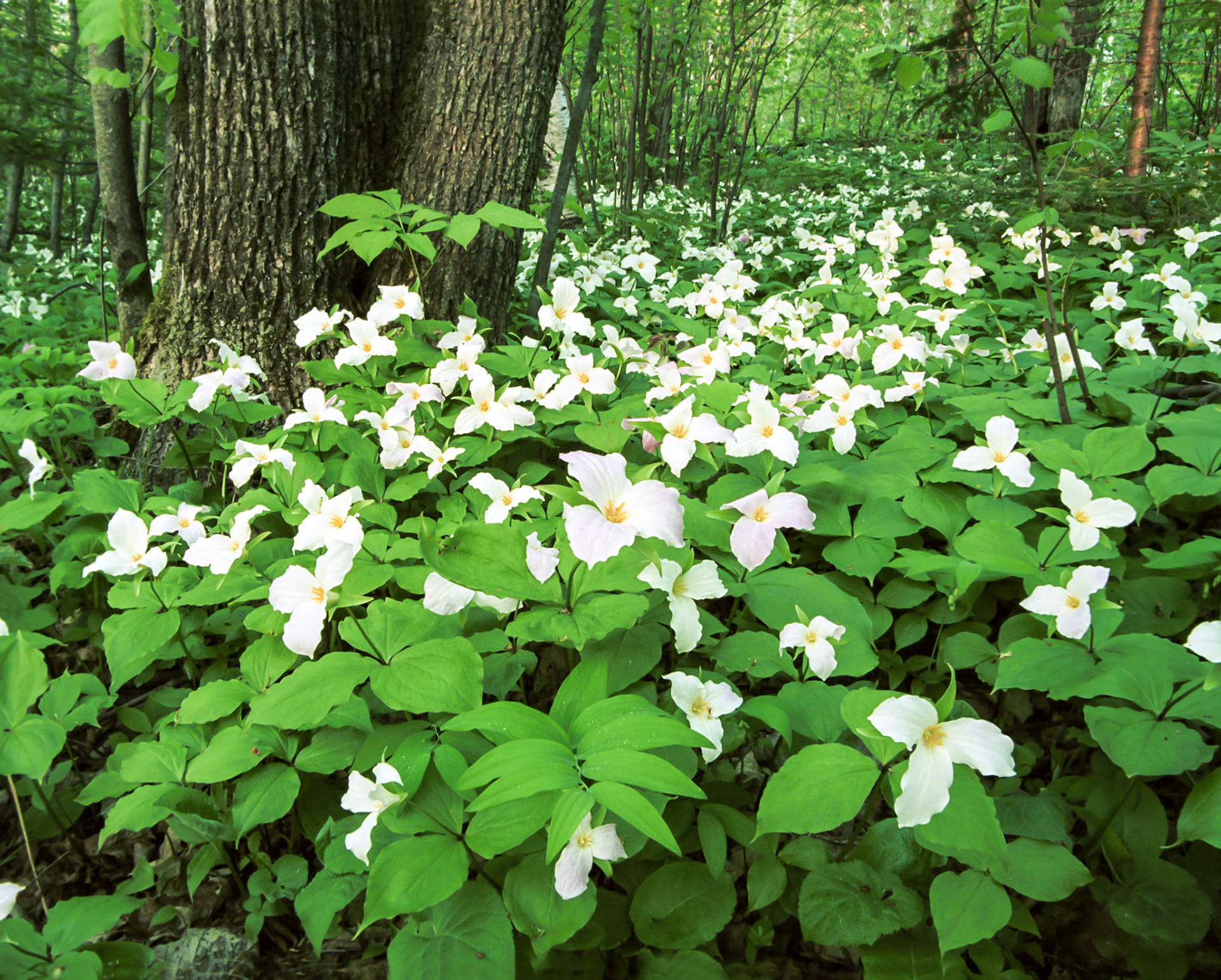 May 1 - Spirit Mountain TrilliumsTrilliums carpet the forest floor of Spirit Mountain in early May.The various flowers and other plants that glorify God in their being decorate the forest floor, signaling that springtime is in full bloom.Interestingly, trillium flowers have three petals, three sepals, and three leaves, making them one of the few plants in the world with a "triple trinity" symbolism. This unique feature has made trilliums popular for gardens and floral arrangements. Trilliums are known for their medicinal properties and have been used to treat various ailments for centuries."Consider the lilies, how they grow: they neither toil nor spin, yet I tell you, even Solomon in all his glory was not arrayed like one of these." - Luke 12:27 (ESV)Trillium blossoms last only a week or two, so look around the hillsides in early May. You may be able to observe the beauty of these amazing plants.