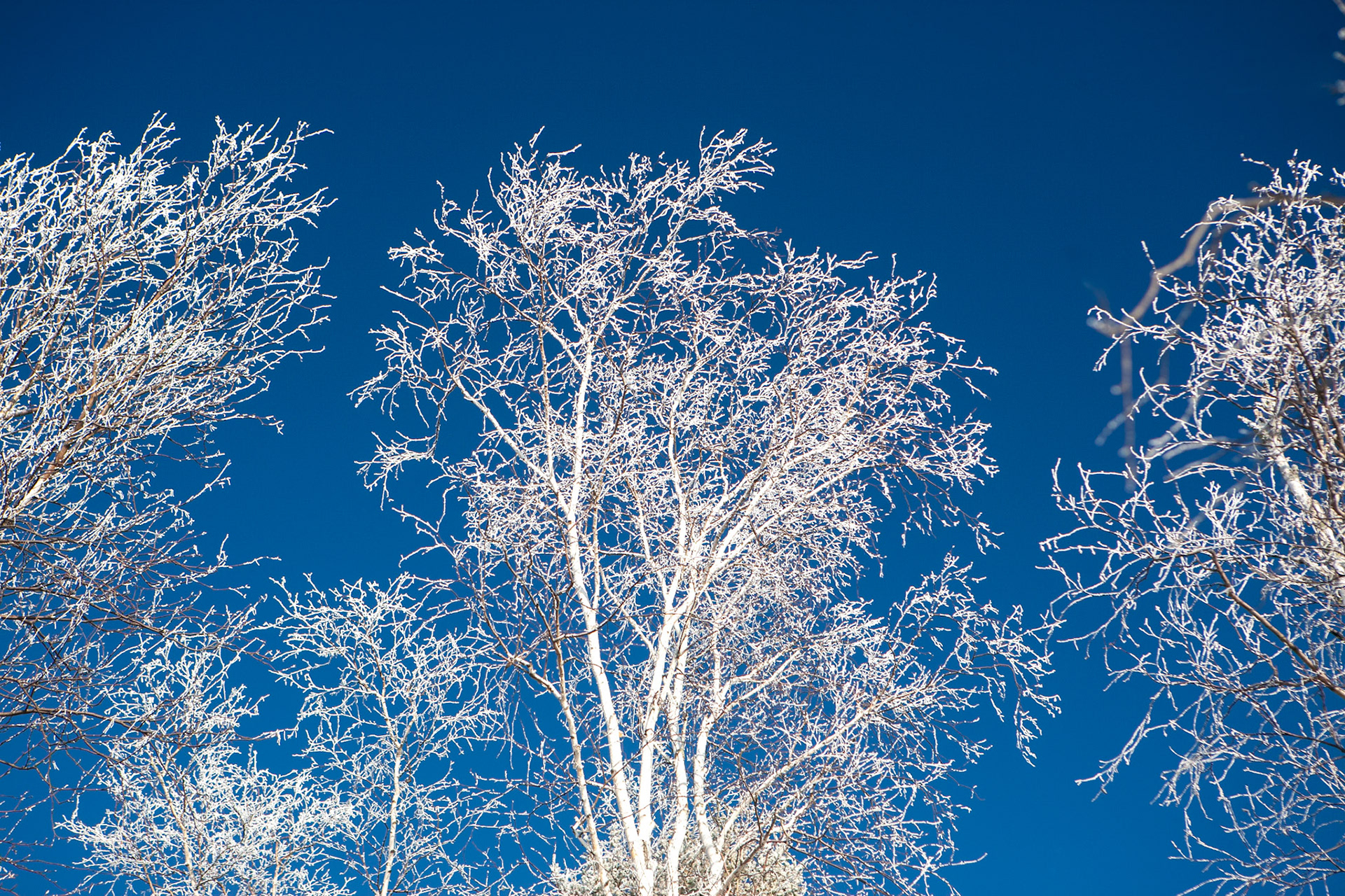 November 1 - Winter FrostWith the arrival of November, the landscape takes on a new look. The dropping temperatures force the moisture in the air to cling to surfaces as it becomes solid in its new state.Who gives birth to the frost from the heavens and makes it white with snow? The waters become hard as stone when the surface of the deep is frozen.'" Job 38This verse beautifully reflects the natural phenomenon of frost and its creation.