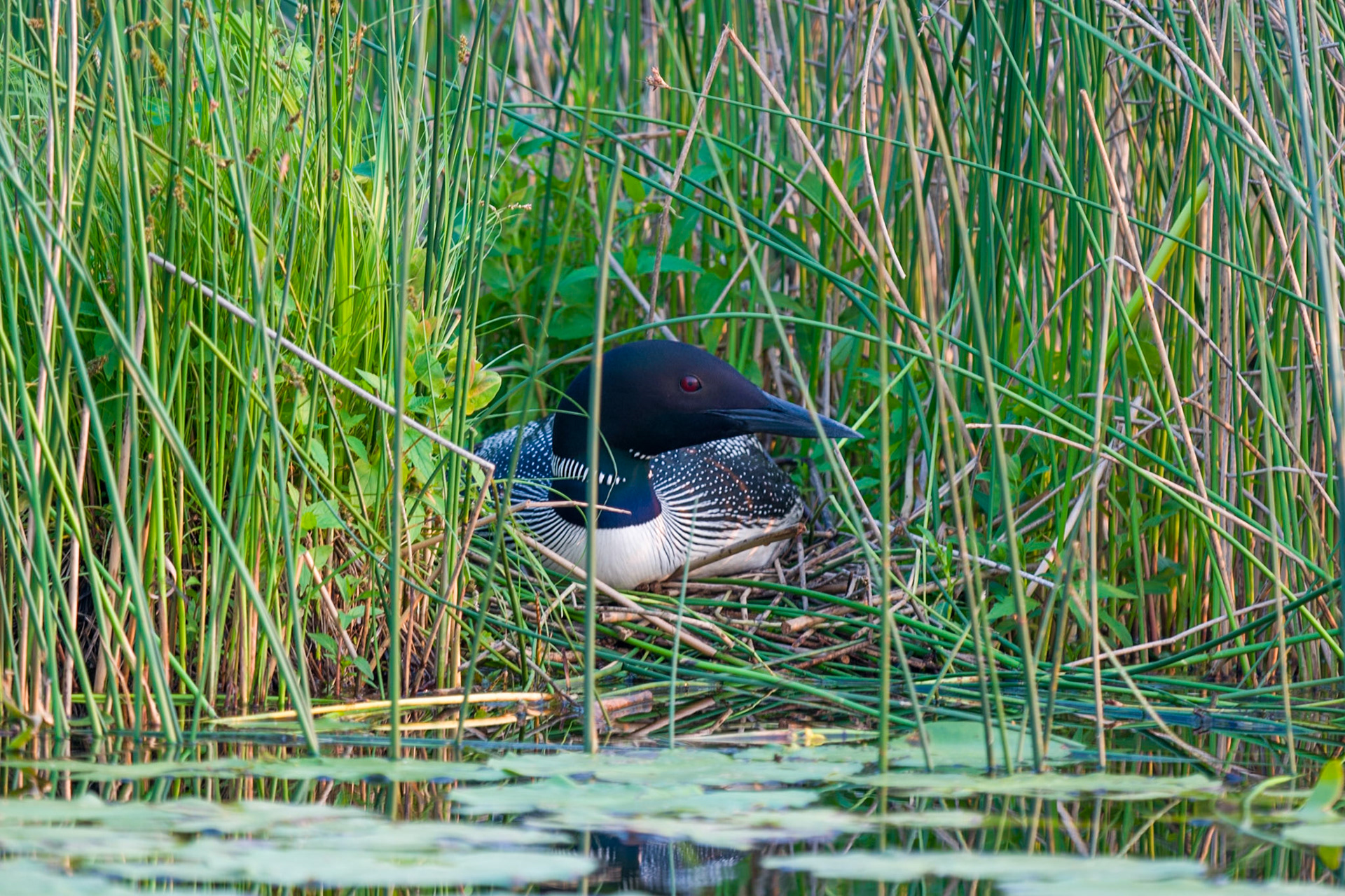 Common Loons, the state bird of Minnesota are one of the most ancient and mysterious of North American Birds.