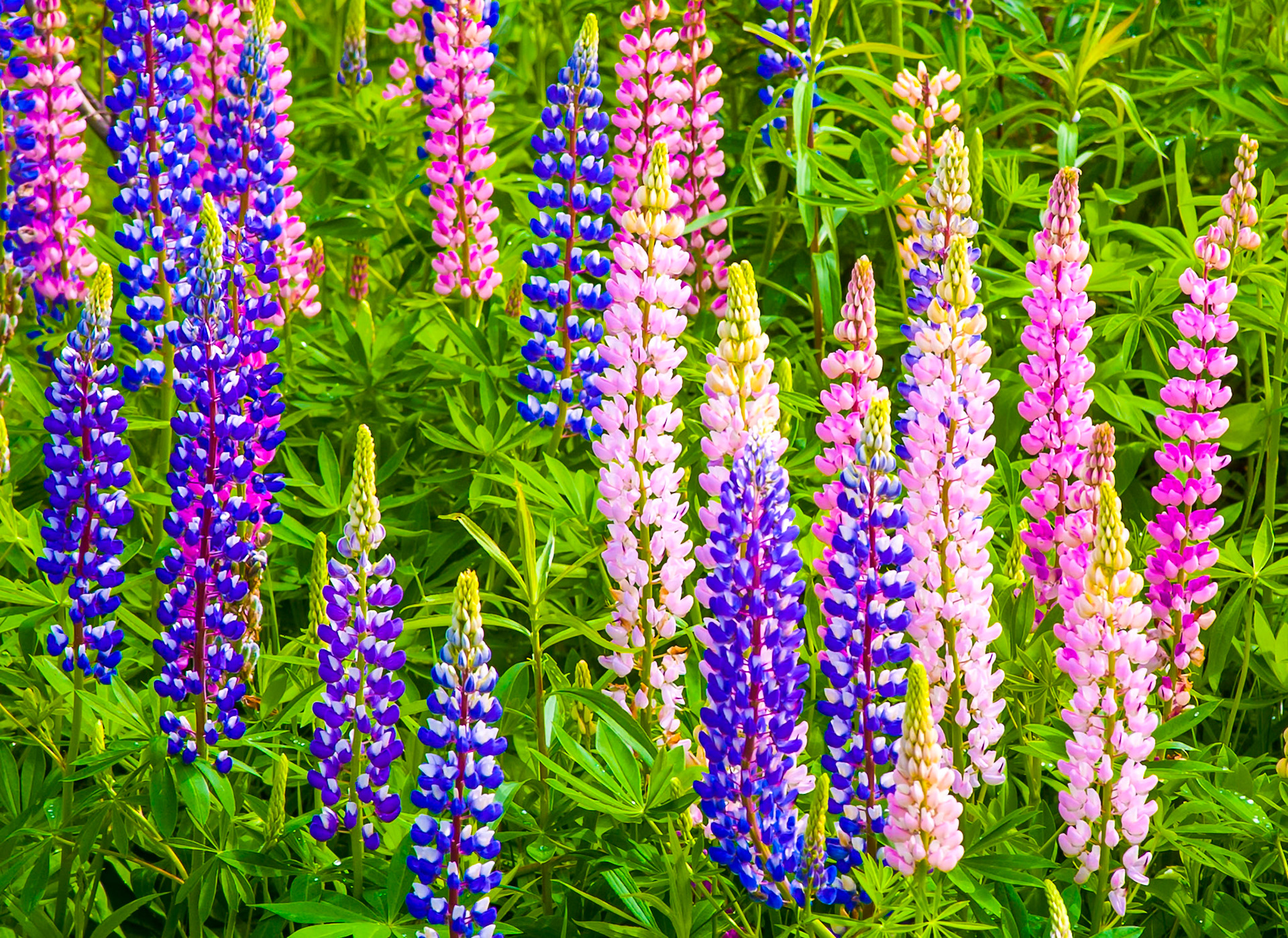 The roadsides and hillsides are now covered with the purples and pinks of the lupines.
