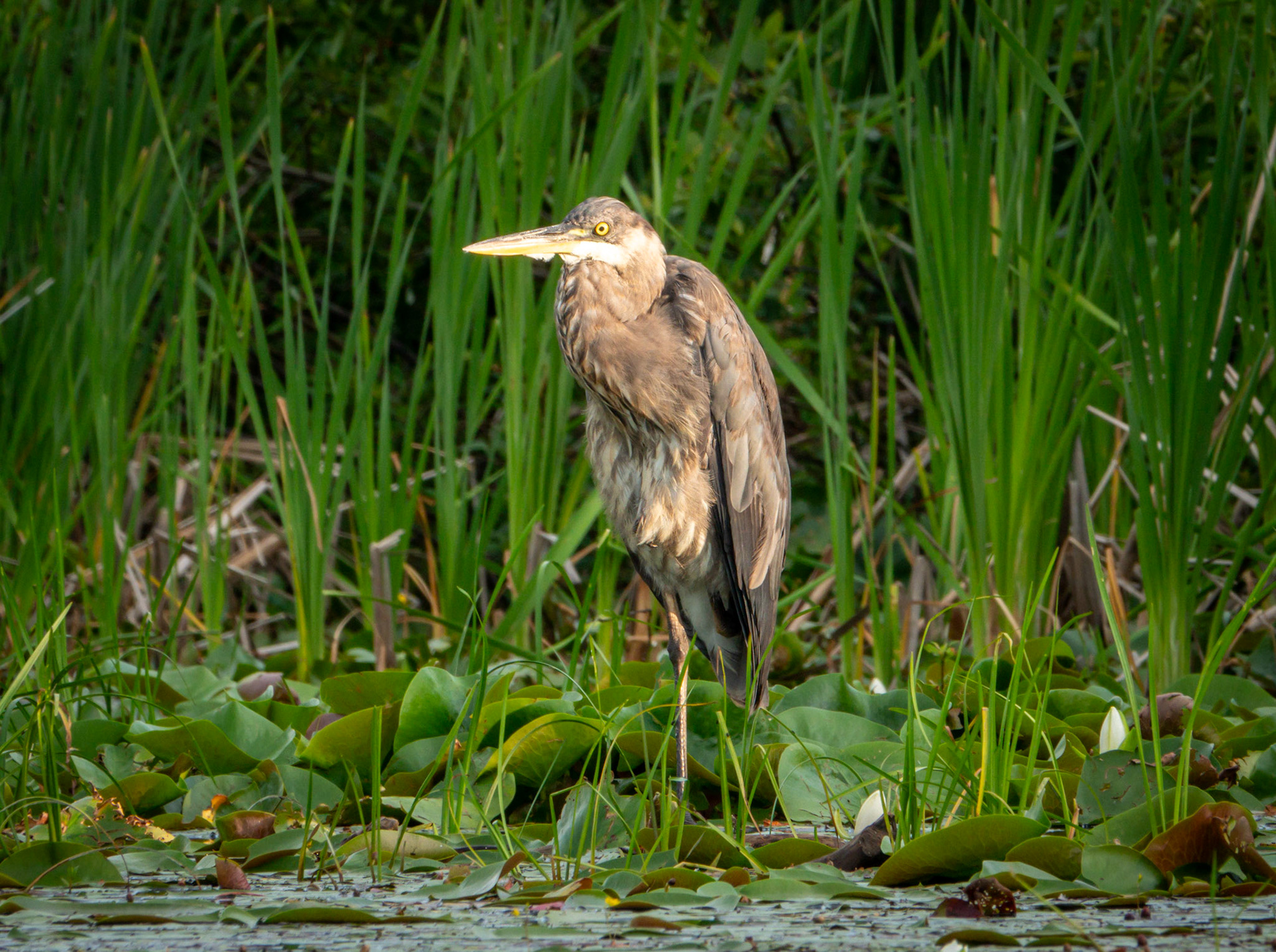 July 3 - Great Blue Heron - July 3 - Great Blue Heron - Standing perfectly still on the shoreline, this Great Blue Heron patiently awaits his next meal.Great blue herons are excellent fishermen. While wading through the water around shorelines and shallow marshes, these birds spot their next meal, stretch out their long necks, and freeze in place. Then, when the moment is right, they strike with their knife-like bill.“But ask the animals, and they will teach you, or the birds in the sky, and they will tell you, speak to the earth, and it will teach you, or let the fish in the sea inform you. Which of all these does not know that the hand of the LORD has done this? Job 12:7-9Only God could create such fascinating and beautiful creatures for His glory and your pleasure.
