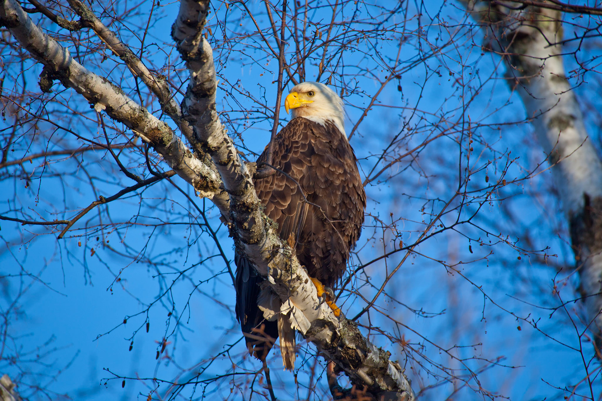 April 6 - Eagle EyeA bald eagle watches me closely as it stands guard over its nearby nest.In 1782, the United States of America appropriately named the bald eagle as its national emblem.Bald eagles can reach up to 7 feet in wingspan, making them one of North America's largest birds of prey. They can live up to 30 years in the wild and mate for life. They are also known for their impressive eyesight, which is four times sharper than a human's. Is it your command that the eagle mounts up and makes his nest on high? Job 39:27For his glory, God's creation displays fantastic creatures, such as the bald eagle. Next time you see one flying overhead, thank God for his creation.