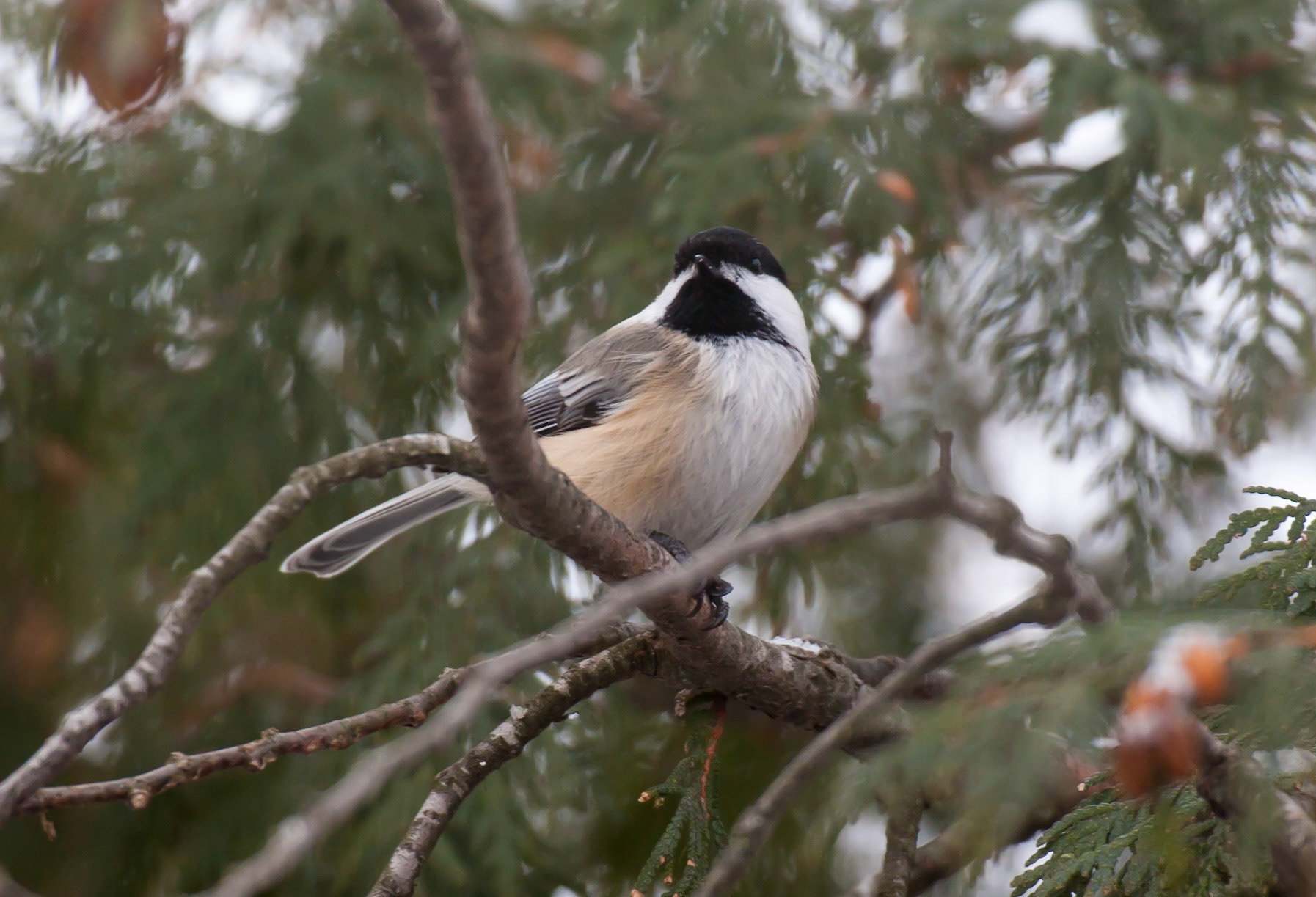 The little chickadee is a fantastic little bird. For example, the magnificent little chickadee will store hundreds of harvested seeds separately. In addition, chickadees have an extraordinary memory and can properly locate hiding locations, recall what type of food is present, and recollect which sites they previously vacated.Look at the birds of the air: they neither sow nor reap nor gather into barns, and yet your heavenly Father feeds them. Are you not of more value than they? Matthew 6:26