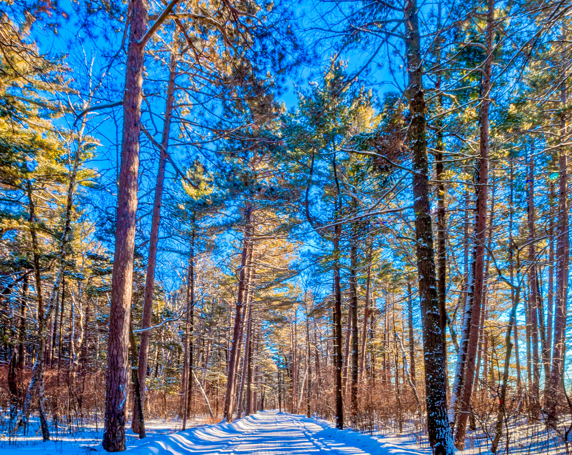 January 20 — Wind-Shaped PinesOn Wisconsin Point, a mature pine forest rises quietly from ancient sand. Red and white pines stand firm against Lake Superior’s wind, their trunks subtly twisted and branches thinned by decades of weather. The air carries the scent of resin and cold water, and the forest floor is soft with needles, moss, and lichen. Nothing here feels hurried.This pine forest is a rare survivor along the Lake Superior shoreline. Growing on dry, nutrient-poor sand deposited by ancient lake levels, these pines endure conditions that few other trees can tolerate. Historically shaped by periodic fire and constant wind, the forest remains open and resilient, resisting the slow encroachment of hardwoods. Many of these trees are older than they appear, their tight growth rings recording years of cold summers and long winters.This is a forest shaped not by abundance, but by endurance. The pines do not fight the wind—they grow with it. They accept poor soil, harsh winters, and constant exposure, yet remain steady year after year. There is a quiet lesson here: strength does not always come from comfort. Sometimes it comes from learning how to stand faithfully where you are planted.“He is like a tree planted by streams of water that yields its fruit in its season, and its leaf does not wither.”— Psalm 1:3Like these wind-shaped pines, we are not called to control our conditions, but to remain rooted through them. Growth may be slow and unseen, but faithfulness in every season leaves a lasting mark. What’s your rush today! There is a lesson here.