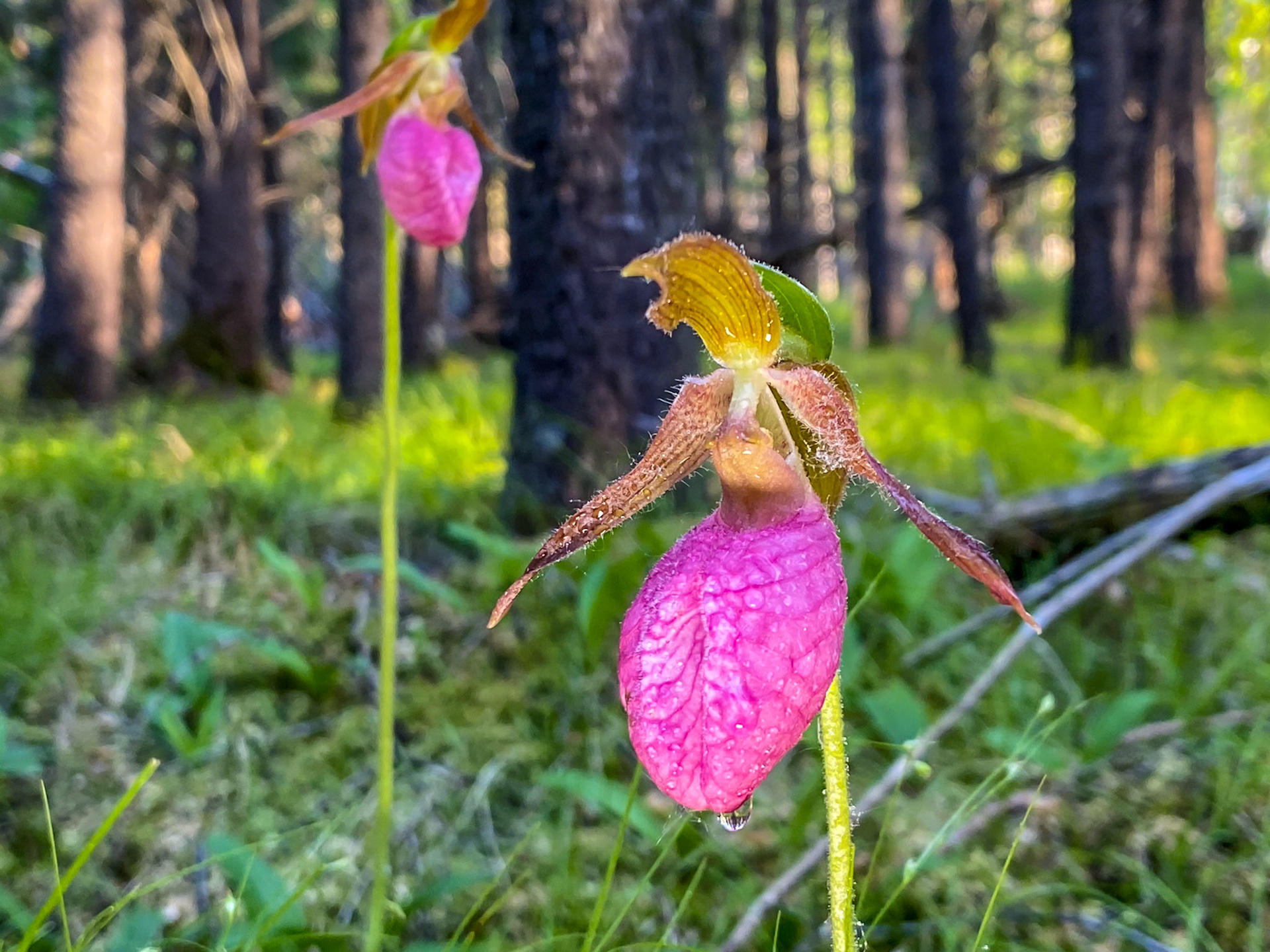June 16 - Pink Lady's Slipper - With mid-June upon us, the magnificent wild flowers deep in the swamps of the Northland declare to lory of God, even if no poerson ever sees them.