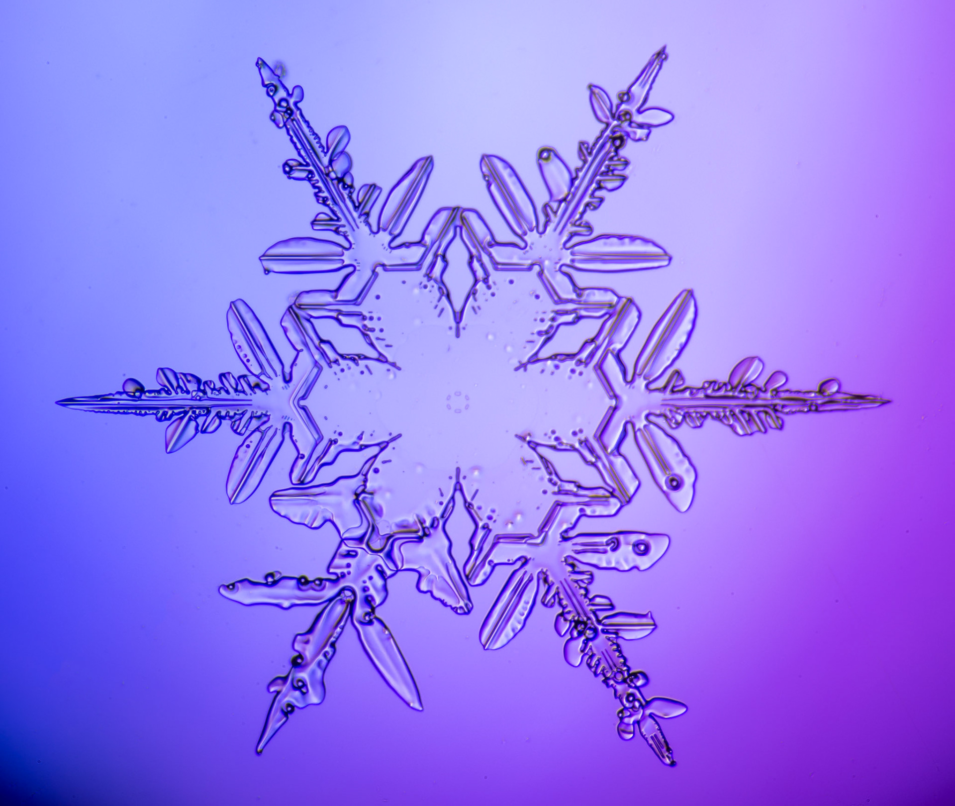 March 15 – Ice CrystalMarch in the Northland often feels like winter holding on just a little longer.Yet hidden within fresh white landscapes are tiny, intricate works of art. High in the clouds, moisture clings to a speck of dust and begins its quiet descent. As it drifts through layers of cold air — ideally around 15°F — the crystal forms and grows, each branch shaped by temperature and humidity along the way.I catch fragile flakes on a black music stand, then gently lift each one with an artist’s brush and place it onto a frozen slide to view under the microscope.Not every flake is perfectly formed. Many are broken. Some arrive incomplete. Yet even in their imperfections, the craftsmanship of God’s design remains. And whether whole or fractured, their purpose is still fulfilled — melting into the earth to water the growth of a new season.“For I know the plans I have for you,” declares the Lord, “plans to prosper you and not to harm you, plans to give you hope and a future.” – Jeremiah 29:11Much like these delicate snowflakes, we sometimes land feeling broken or unfinished. But God’s hidden plan continues to unfold — shaping us, sustaining us, and preparing the ground for what is yet to grow.