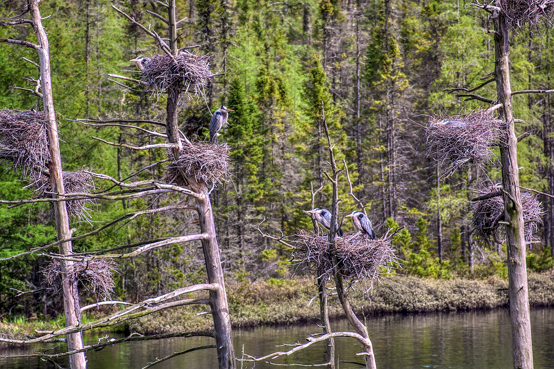 Nesting Rookery for the big birds