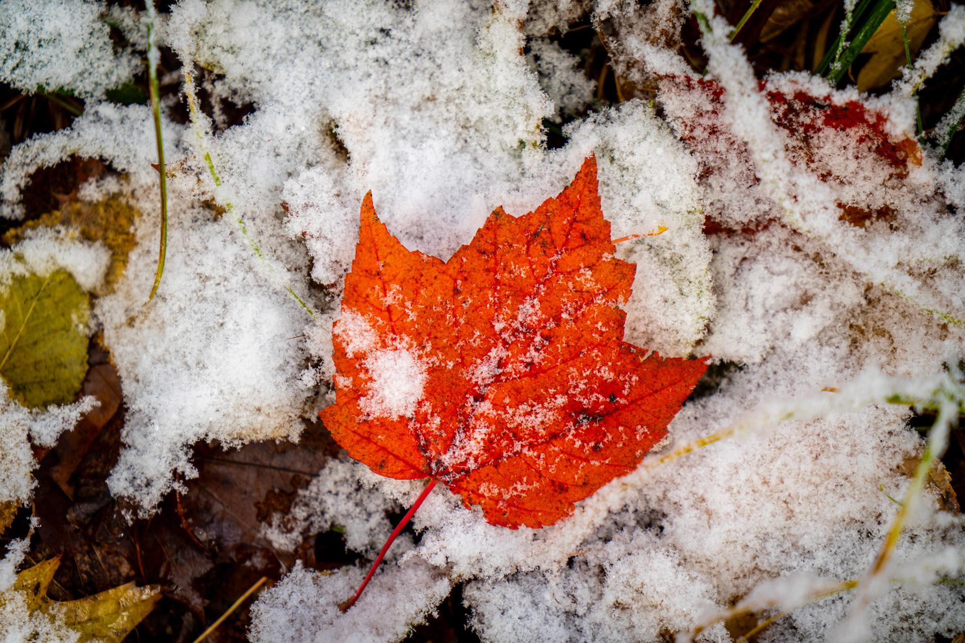 October 11 - First SnowAs the first snow of the season blanketed the Northland, I couldn't help but notice a vibrant red maple leaf that had fallen and was now embedded in the snow. It stood out against the white backdrop, symbolizing the changing season. The leaf was a reminder that winter is just around the corner as the trees shed their leaves and the temperature drops. Despite the cold, there was a certain beauty in the contrast of the bright red leaf against the freshly fallen snow, making for a picturesque scene.And the seasons come and go, and so do the photo opportunities of life here in the Northland."For everything there is a season, and a time for every matter under heaven: a time to be born, and a time to die; a time to plant, and a time to pluck up what is planted" Ecclesiastes 3:1-2