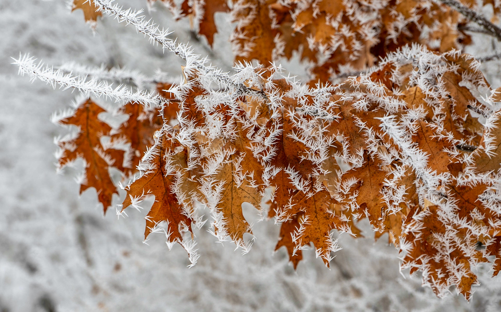 February 3 — Needle FrostNeedle frost, also known as hoar frost, develops during several days of near-freezing temperatures. This rare and beautiful phenomenon captivates observers. In this instance, the frost formed on the delicate remains of oak leaves.Hoar frost doesn’t simply “freeze onto” surfaces — it grows directly from water vapor in the air. These fragile ice crystals can reach several inches in length, creating what often looks like miniature frozen forests.Winter scenes like this frequently escape our notice. They quietly form while days pass by, appearing and vanishing as if they were never there.“By the breath of God ice is given, and the broad waters are frozen fast.” — Job 37:10The beauty of God’s creation never ceases to amaze. Each day offers something new to behold — don’t miss it. Enjoy it.