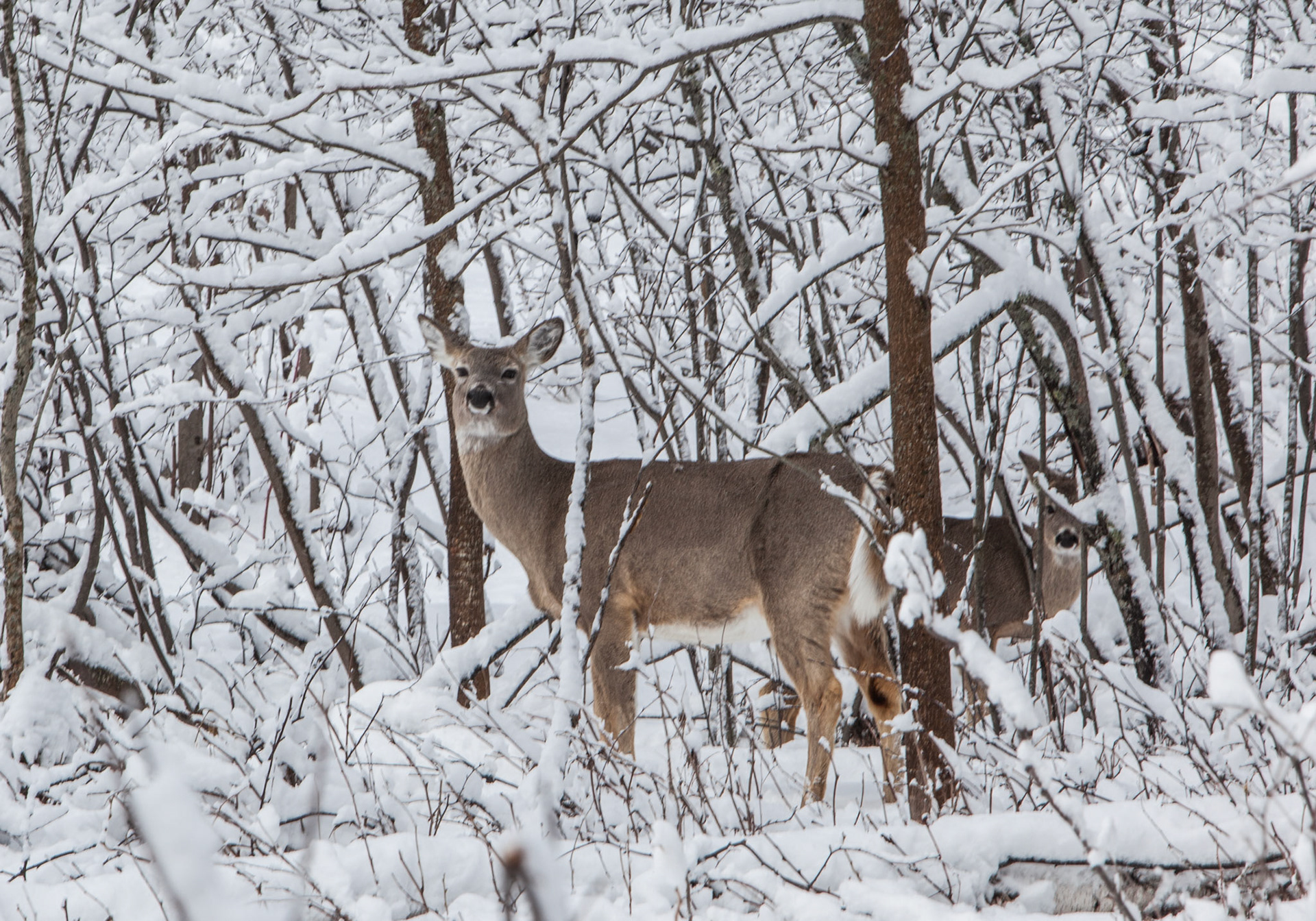 Whitetail deer seeming suprised by a late April storm.
