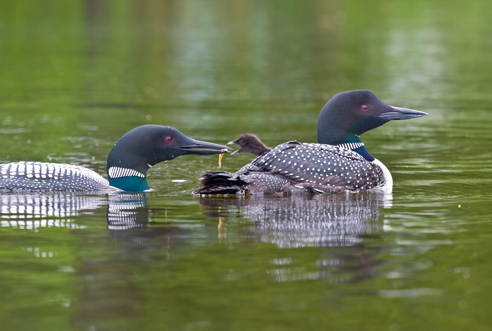 June 11—Feeding Time—Imagine this: with their baby snugly tucked in soft feathers under its mother's wing, the dad carefully delivers a fresh minnow to the growing baby loon. It's a heartwarming sight that showcases the nurturing nature of these magnificent birds.Are baby loon chicks born with the ability to swim right after hatching? Although they can swim, they can only fly at 11-12 weeks old. The babies spend all their time on the water, relying on their parents for food and protection. "He will cover you with his feathers, and under his wings you will find refuge; his faithfulness will be your shield and rampart." Psalm 91:4We can have confidence that our Lord will keep us until we are finally home.
