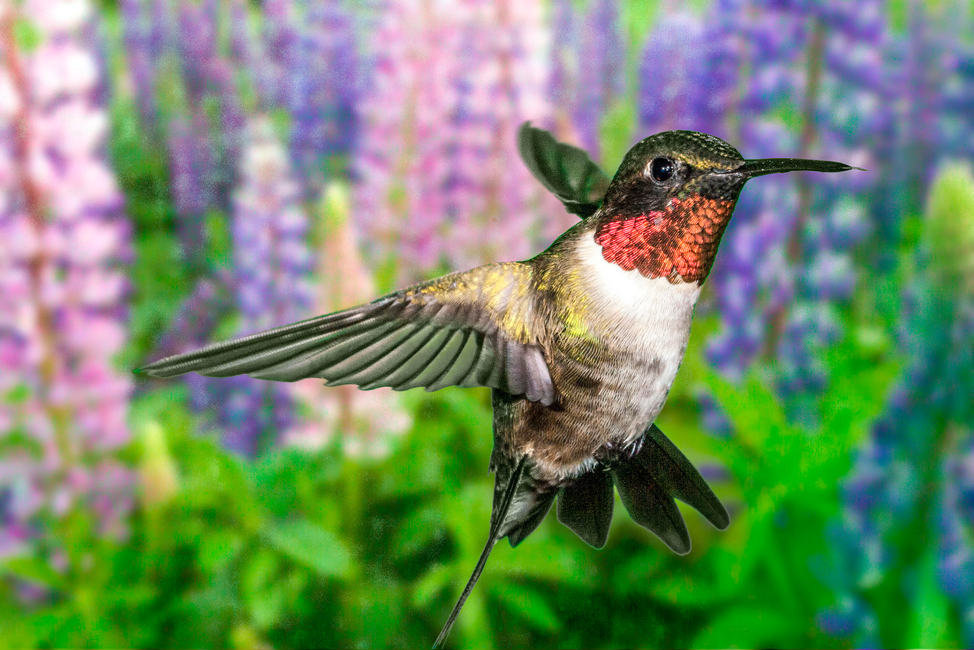 Hummingbird in front of lupines.