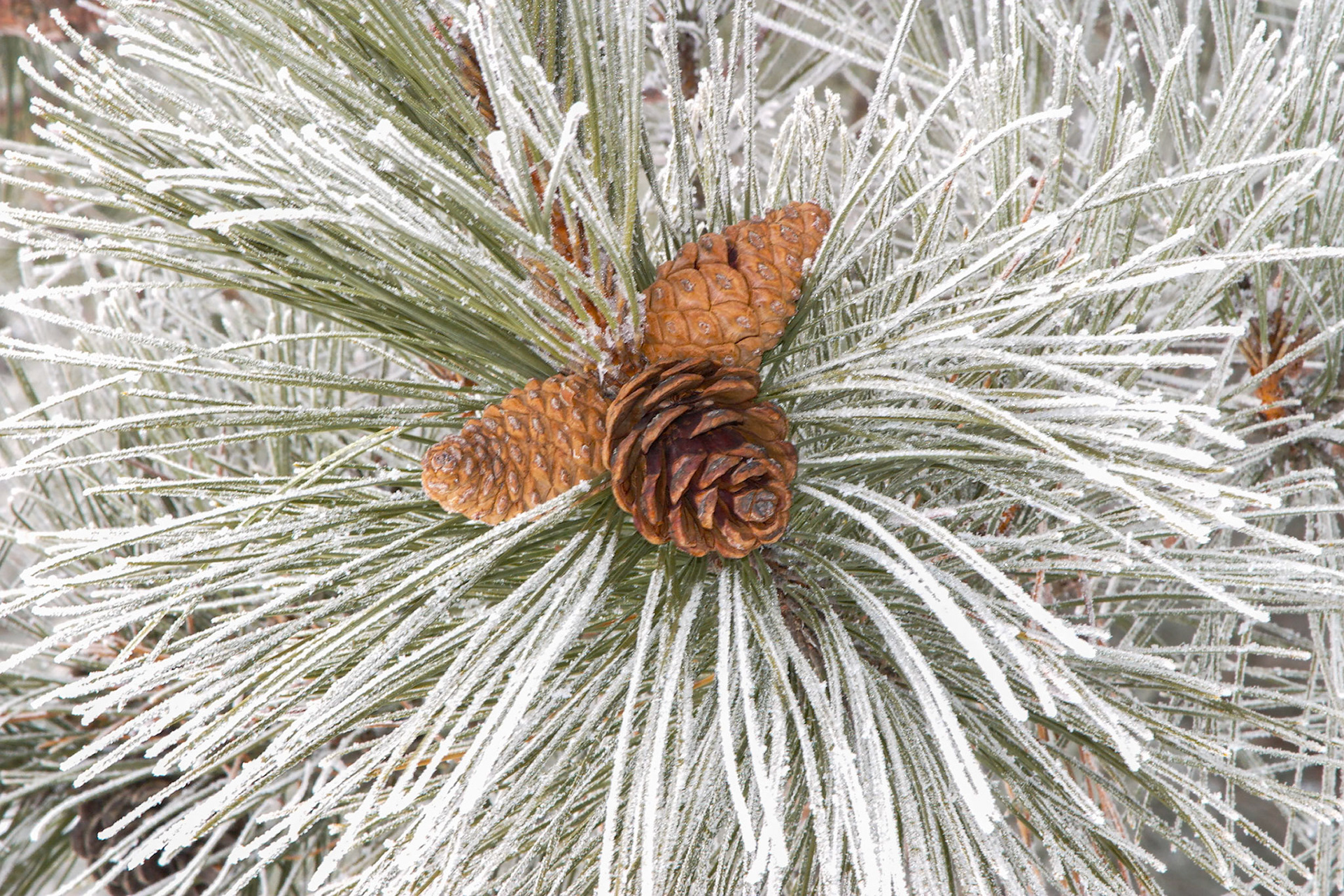 January 19 — Frosty PineWith a recent January thaw, the trees picked up a delicate coating of frost, turning the landscape into a blanket of white. Pine cones punctuate the scene with warm color, subtle contrast, and texture against the snow.Norway pine cones are fascinating natural humidity sensors—opening in dry air to release seeds and closing in damp conditions—using layered scales that move on their own without any living tissue or energy, perfectly timed to the forest’s weather.Pines themselves thrive in harsh winter environments. Inside their needles is a natural antifreeze that allows them to continue photosynthesizing whenever temperatures rise above freezing, even in the depths of winter. We could use some of that stuff on days like this.“Ask the beasts, and they will teach you; the birds of the heavens, and they will tell you… Who among all these does not know that the hand of the Lord has done this?” — Job 12:7–9God uses nature to quietly reveal resilience, purpose, and care woven into the world He created.