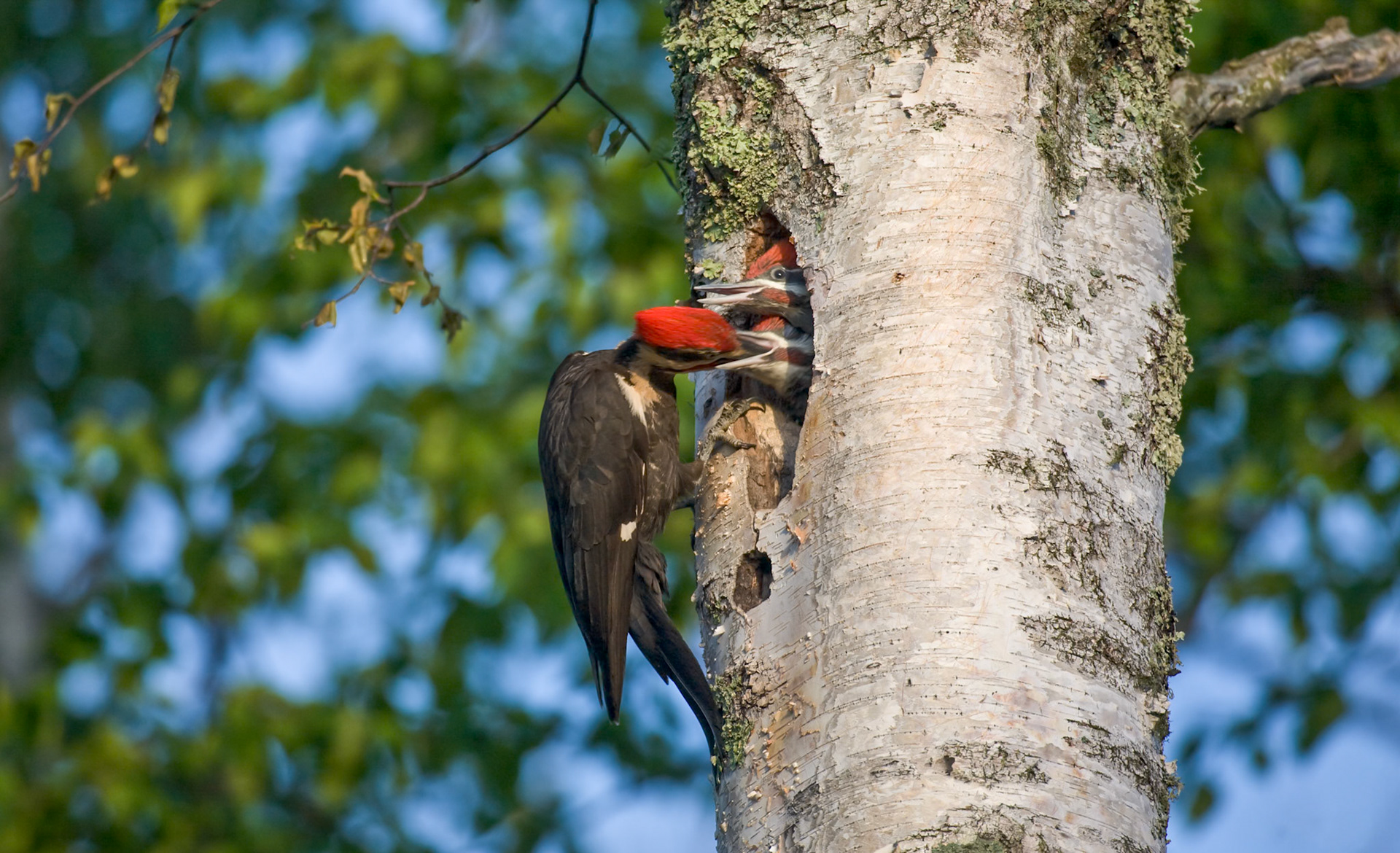 June 24 - Feeding Time!An adult piliated woodpecker brings fresh grubs to the two babies waiting in the nest.The nest holes these birds make offer crucial shelter to many species including swifts, owls, ducks, bats, and pine martens.