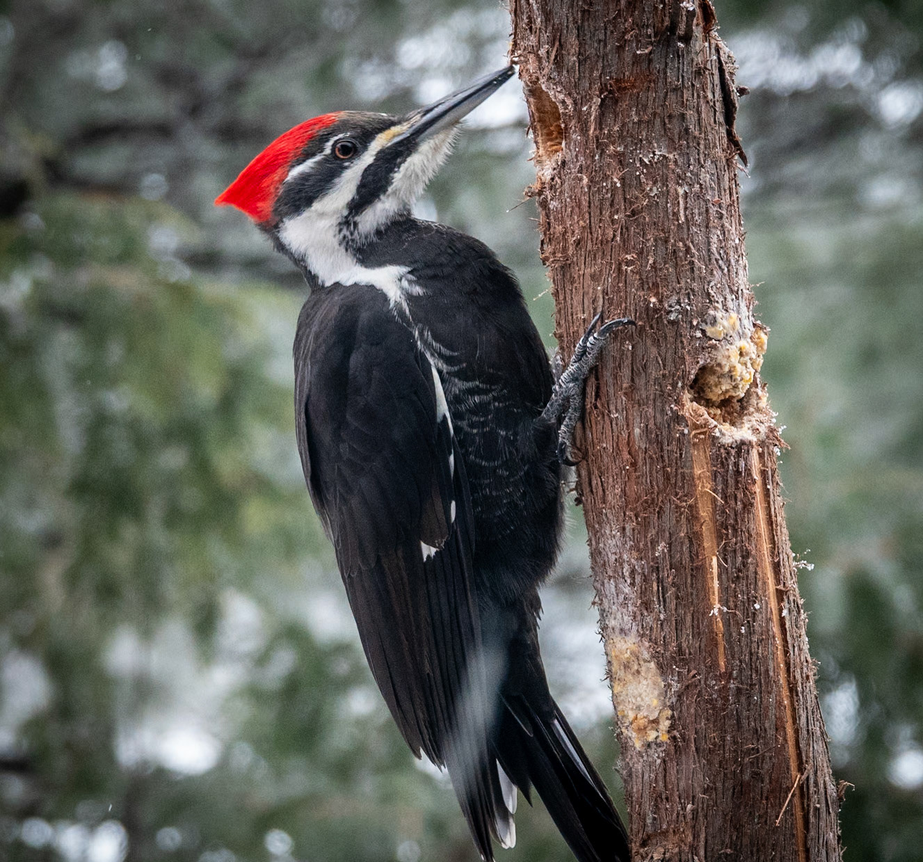 February 23 - Woody WoodpeckerThe pileated woodpecker is one of North America’s most impressive forest birds. Common throughout the Northland, these bold visitors often frequent backyard feeders — including this one hanging just outside my window. With its prehistoric appearance and striking red crest, this powerful bird commands attention wherever it lands.Pileated woodpeckers are famous for their loud, jungle-style call that echoes through the forest like wild laughter: “kuk-kuk-kuk-kuk!” You will often hear them long before you ever see them. The iconic cartoon character Woody Woodpecker was heavily inspired by this species, especially its dramatic crest and energetic personality.Even when resources seem limited, God continues to supply what is needed — often in ways we don’t immediately recognize. Sometimes, He even inclines hearts to care for His creation, such as feeding the birds outside our windows. Trust grows strongest when we learn to depend on what cannot be measured by sight alone, but by faith in His daily provision.“Behold the fowls of the air: for they sow not, neither do they reap, nor gather into barns; yet your heavenly Father feedeth them. Are ye not much better than they?” — Matthew 6:26 When seasons feel barren, remember that God’s care does not freeze with the weather. Just as the birds are sustained day by day, so are we — called to trust, to keep moving forward, and to rest in faithful provision. God surrounds us daily with reminders in nature that point us back to Him, the source of all help.