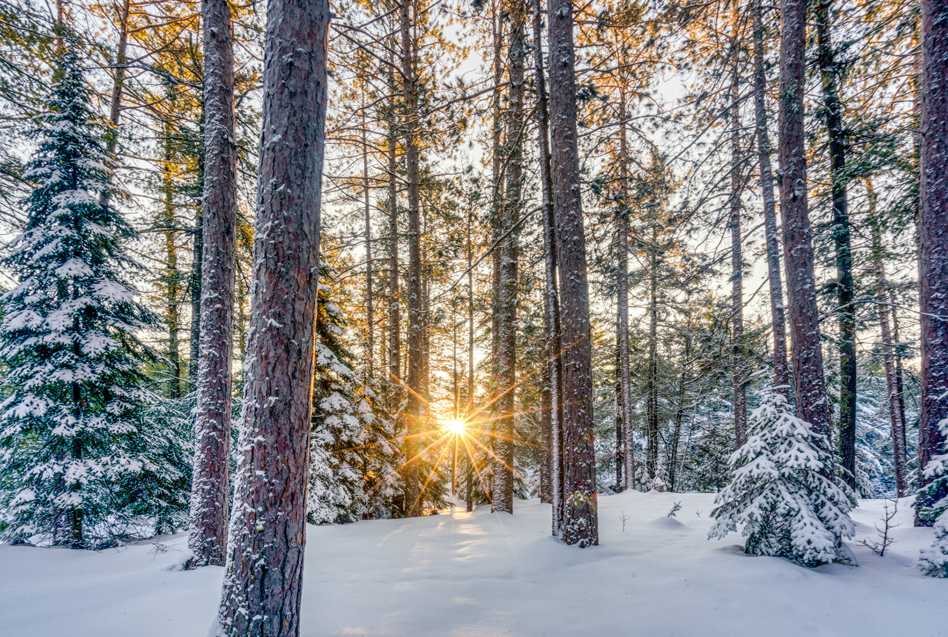 December 31 - Deep Forest Sunrise A December 31 sunrise is an excellent way to end the year.“For God so loved the world, that he gave his only Son, that whoever believes in him should not perish but have eternal life". John 3:16