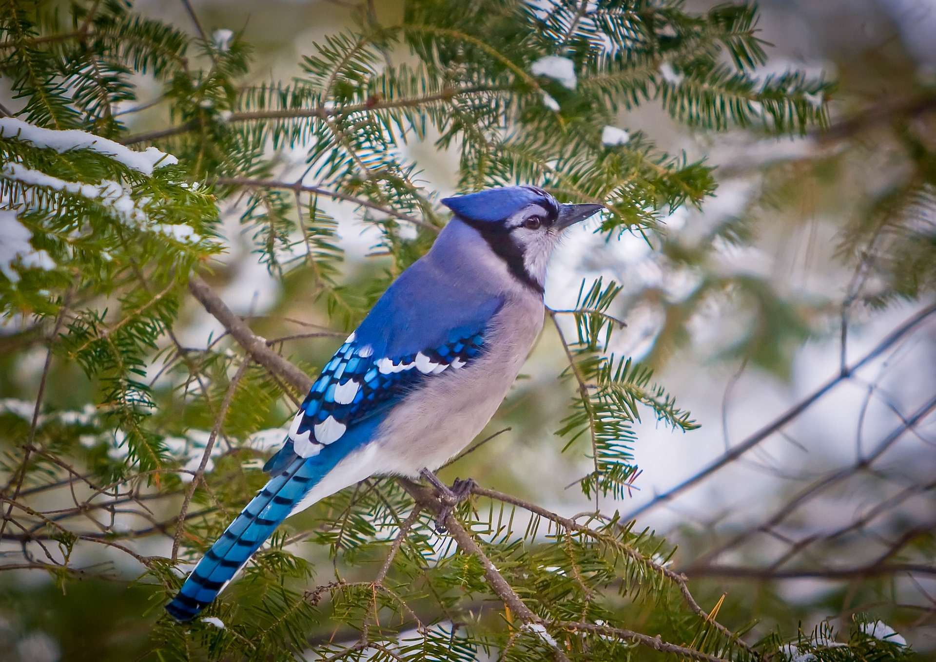 January 23 - Blue Jay - King of the Northern Forests This January has been an exceptional month for photographing blue jays around the backyard feeders. The flock rushes in as soon as I set out the seeds, shouting to each other to come and get their favorite treat, the peanuts.The Blue Jay is a beautiful resident of the northern forests. Its dignified crest, blue, white, and black feathers, and unique calls make it an exceptional bird. Blue Jays are intelligent birds with tight family bonds. These beautiful songbirds love to sing throughout the forest, symbolizing clarity, vibrancy, and intellect. Once Blue Jays' mate, they stay together for life. Look at the birds of the air: they neither sow nor reap nor gather into barns, yet your heavenly Father feeds them. Are you not of more value than they? Matthew 6:26God's creation declares His existence from every corner of the earth for our enjoyment and His glory.