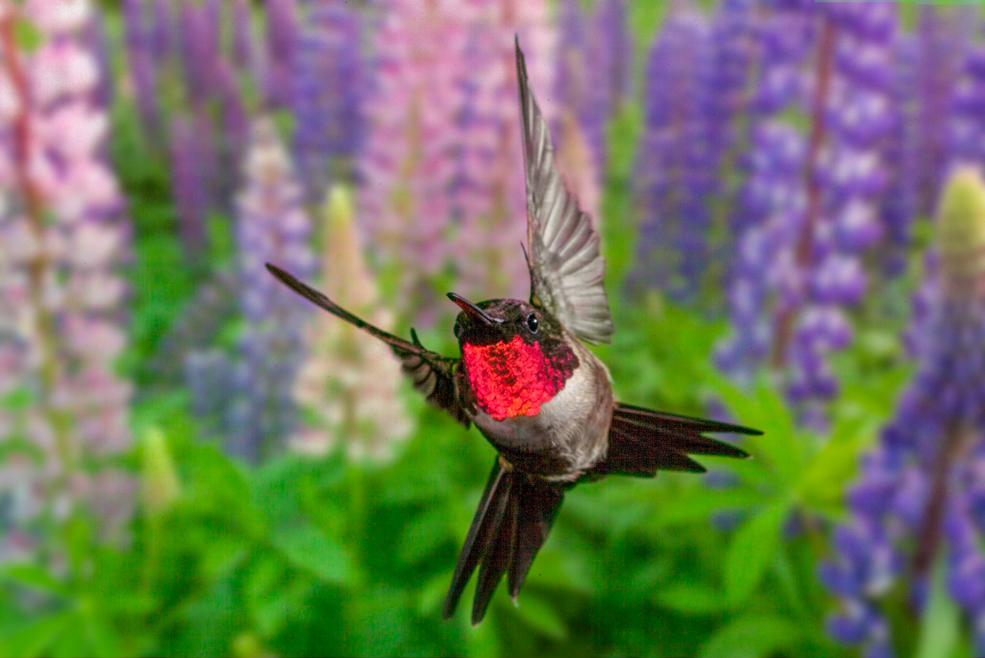 Lupines color the hillsides throughout the Lake Superior region. There arent too many flowers with the wild color combinations, eye-catching shape and tidy, compact growth habit of lupines. And why do you worry about clothes? See how the lilies of the field grow. They do not labor or spin. Yet I tell you that not even Solomon in all his splendor was dressed like one of these. (Matthew 6:28)