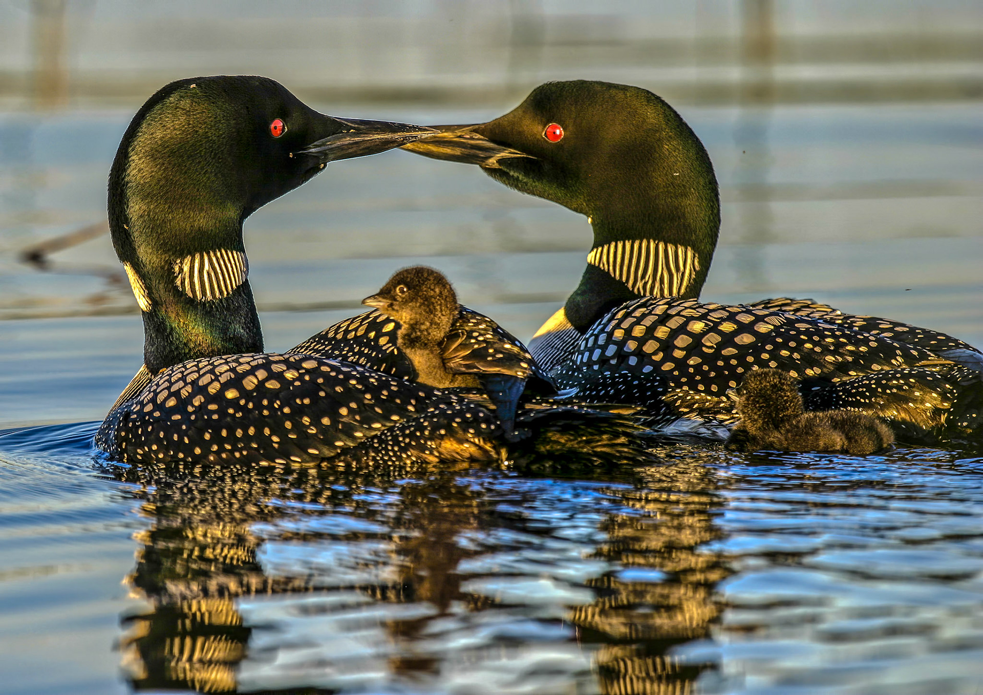 June 6 - Loons -- Nature displays love and commitment in all creation.
