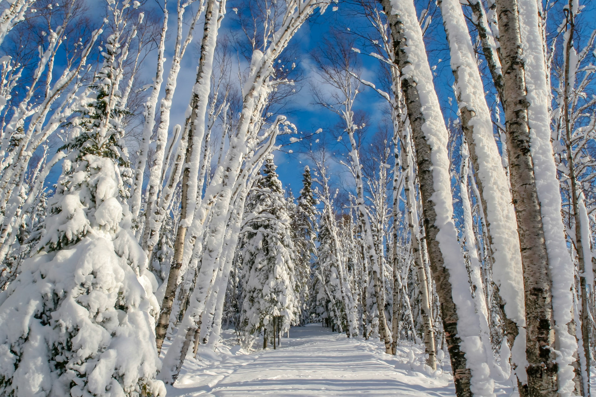 December 18th - Snow CoverThe forest around Split Rock Lighthouse became a winter wonderland after a two-foot snowfall blanketed the area during a December storm.This view down the snow-covered path reminds us of the immense beauty found in deep winter, created by God's hands.Like the cold of snow in the time of harvest is a faithful messenger to those who send him; he refreshes the soul of his masters. Proverbs 25:13
