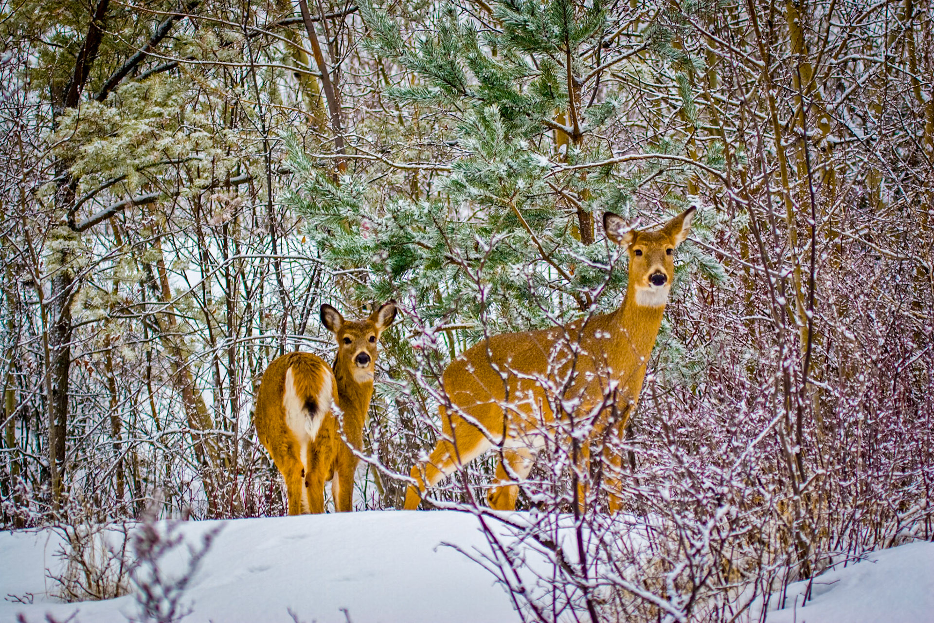 January 16 – Winter WhitetailsResilienceWhite-tailed deer are among God’s most beautiful creatures and thrive abundantly in the Northland. This doe and yearling were quietly browsing fresh alder along Skyline Drive in Duluth on a mid-January afternoon.Deer exhibit remarkable resilience in winter. Their dense cold-season coat consists of hollow hairs that trap air for insulation—so effective that snow can rest on their backs without melting, clearly demonstrating how little body heat escapes even in extreme cold.Scenes like this unfold everywhere across the Northland in January. Whether it’s whitetails in the woods, sea smoke on Lake Superior, or ice forming along the shoreline, winter offers countless opportunities to slow down and notice the beauty of the season.“God, the Lord, is my strength; he makes my feet like the deer’s; he makes me tread on my high places.” — Habakkuk 3:19If God so carefully equips the deer to endure deep winter, how much more will He provide for us—strength for today, shelter from the cold, and the people we meet along the way. Even in winter, we have much to be thankful for.