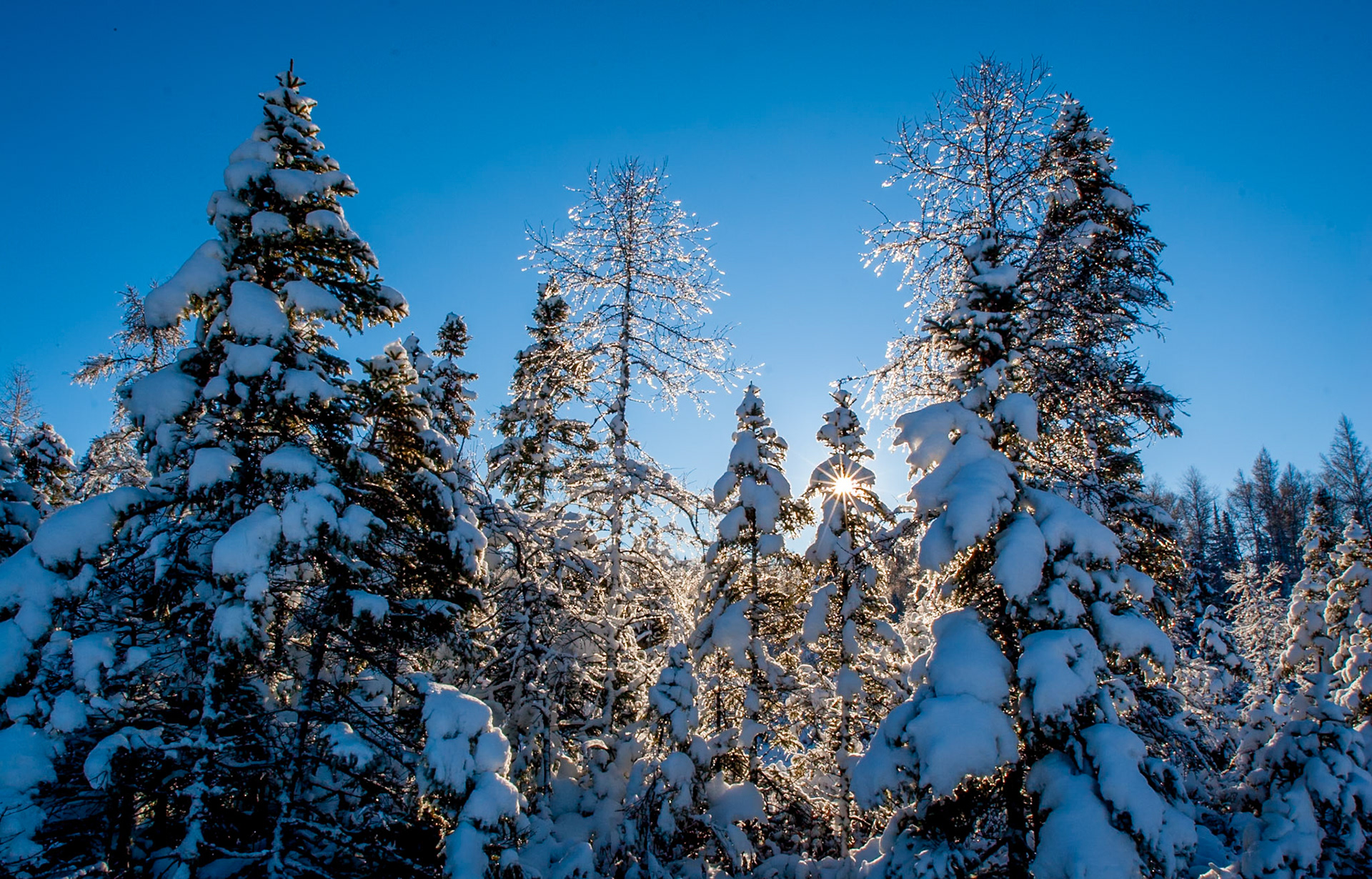 January 28 — Snow-Capped Pines A cold, crisp sunrise breaks through freshly fallen snow in a quiet tamarack swamp. Overnight, a powerful January cold snap swept across the Northland, laying down nearly a foot of powder.Winter fronts around Lake Superior and northeastern Minnesota are among the most dramatic of the year — fueled by deep Arctic air, jet stream energy, and sharp temperature contrasts.Standing in a frozen forest is a natural reset for the soul. In the heart of deep winter, these moments of stillness feel like a gift.“By the breath of God ice is given, and the broad waters are frozen fast.” — Job 37:10Time moves faster than any cold front. Pause when you can. Feel the cold. Let it wake you up. and live today for the Glory of God.