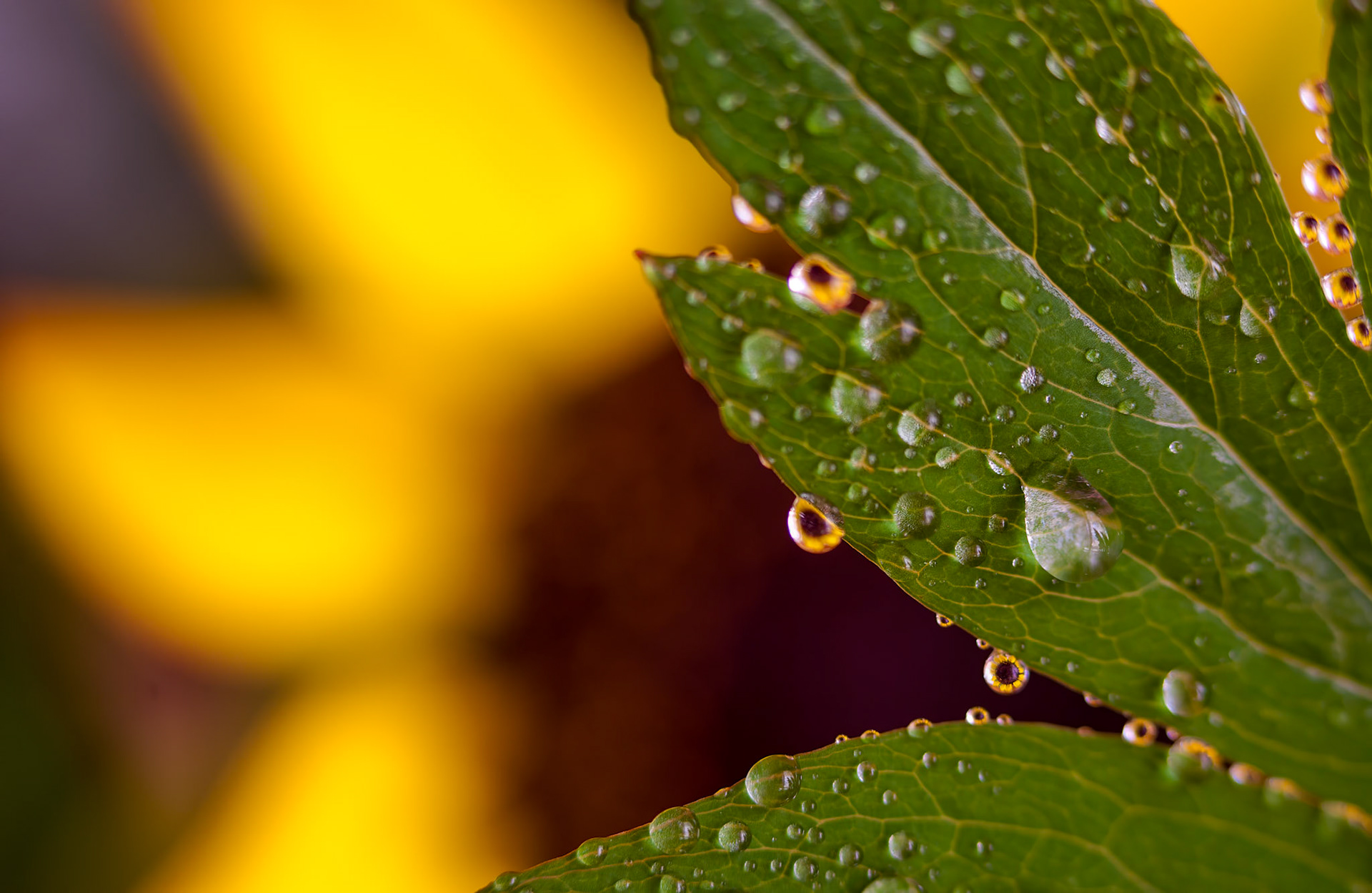 Daisies in the Water Drops