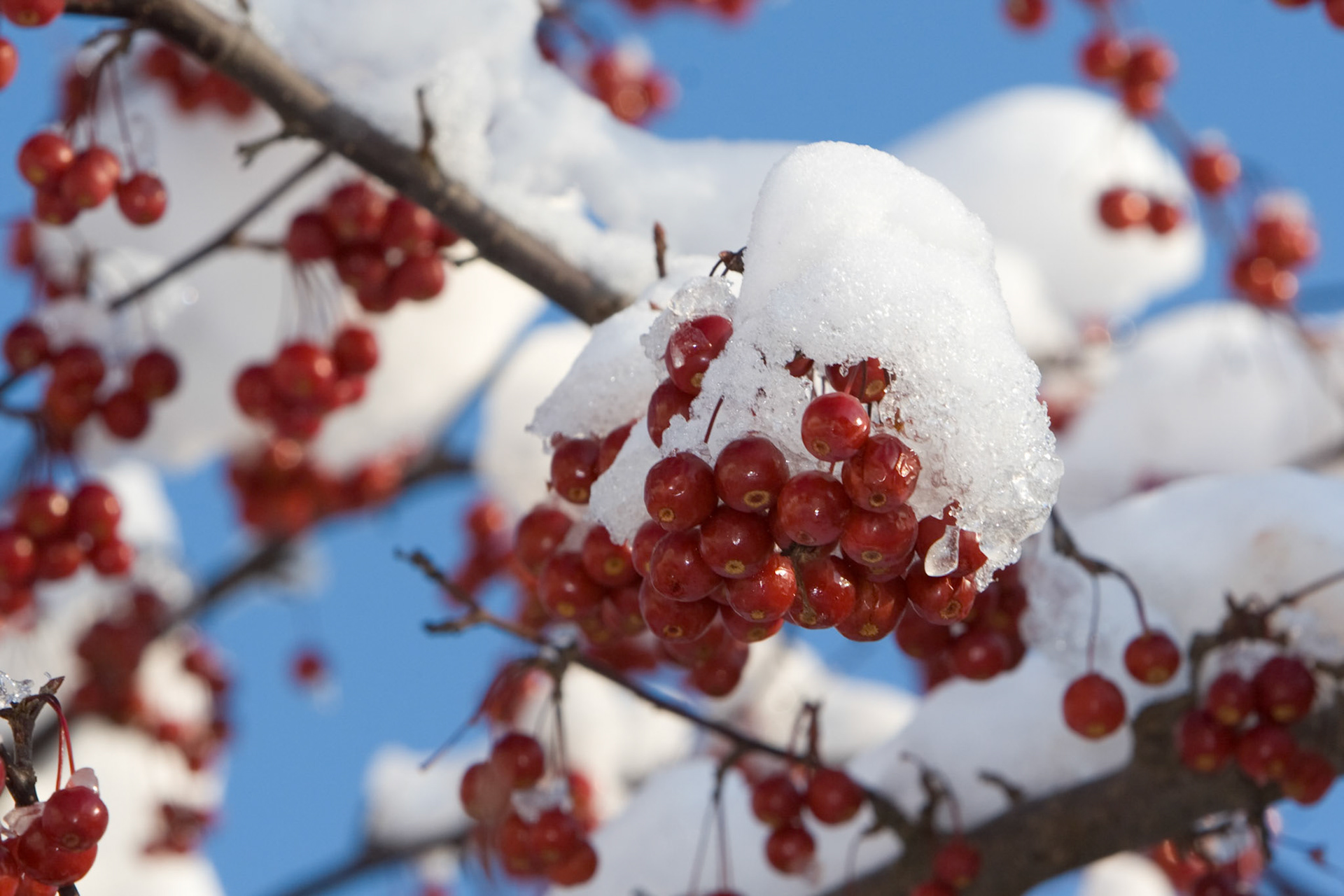 Colorful berries are covered in early winter snow, putting them on ice for the winter months.