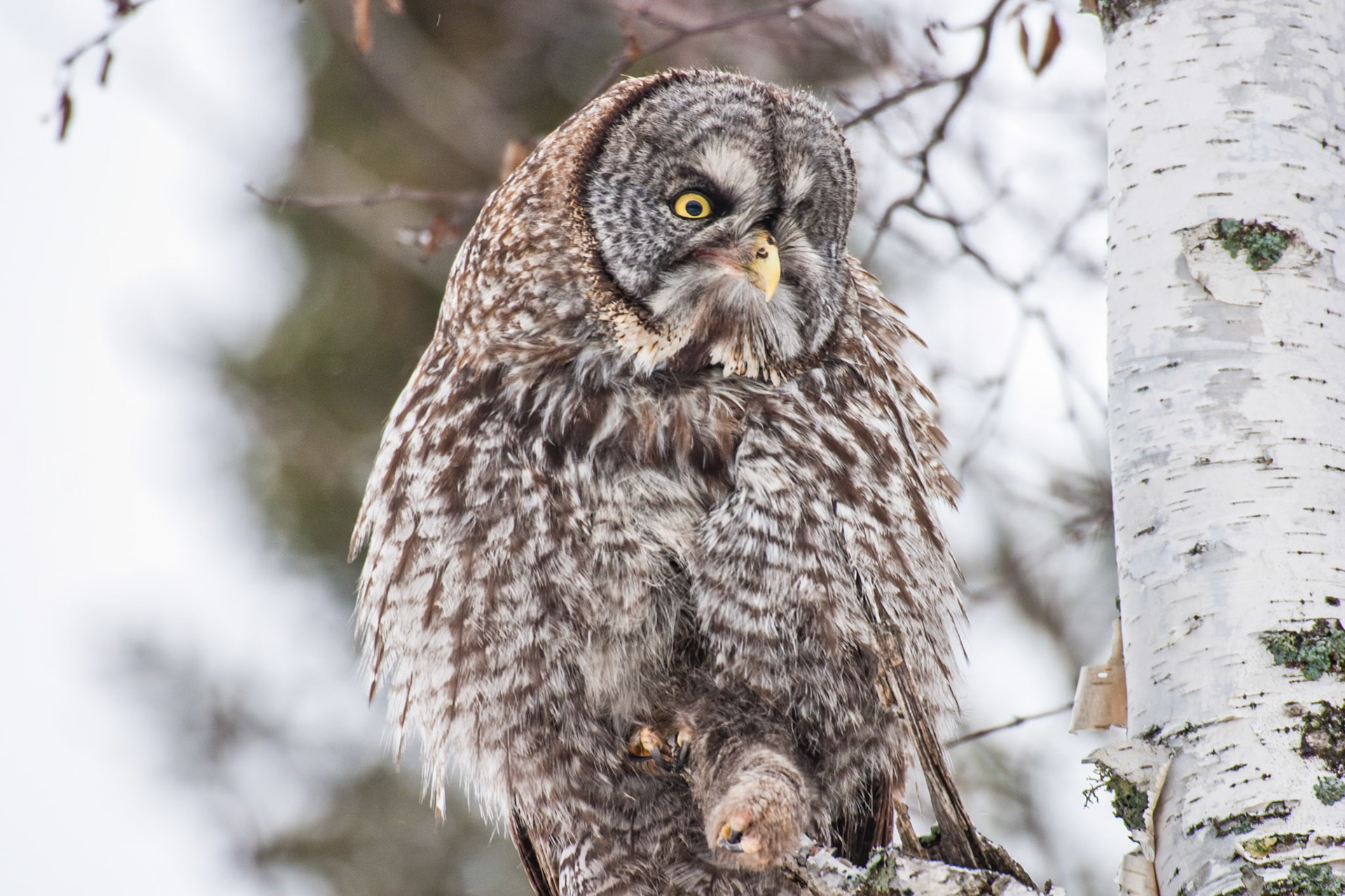 January 2 - Great Grey Owl - A Silent HunterDuring mid-winter, an effective hunter of the North Woods, the Grey owl ventures south from Canada to forage for mice and other small creatures. This big guy did not seem bothered by my being there, and he was as curious about me as I was about him.The beautiful Great Gray Owl is a powerful bird. It can break through hard-packed snow to grab a small mammal moving beneath the surface. In winter, it eats up to 7 small mammals a day.It is incredible how a simple walk in the woods can make your day with something you never expected.But ask the animals, and they will teach you, or the birds in the sky, and they will tell you; or speak to the earth, and it will teach you, or let the fish in the sea inform you. Which of all these does not know that the hand of the LORD has done this? Job 12:7-9The Great Grey Owl is a perfect example of God's natural design. This bird has so many built-in survival capabilities that it glorifies God by its mere existence. If we take time to focus, it is not hard to see the hand of God in all His creation.