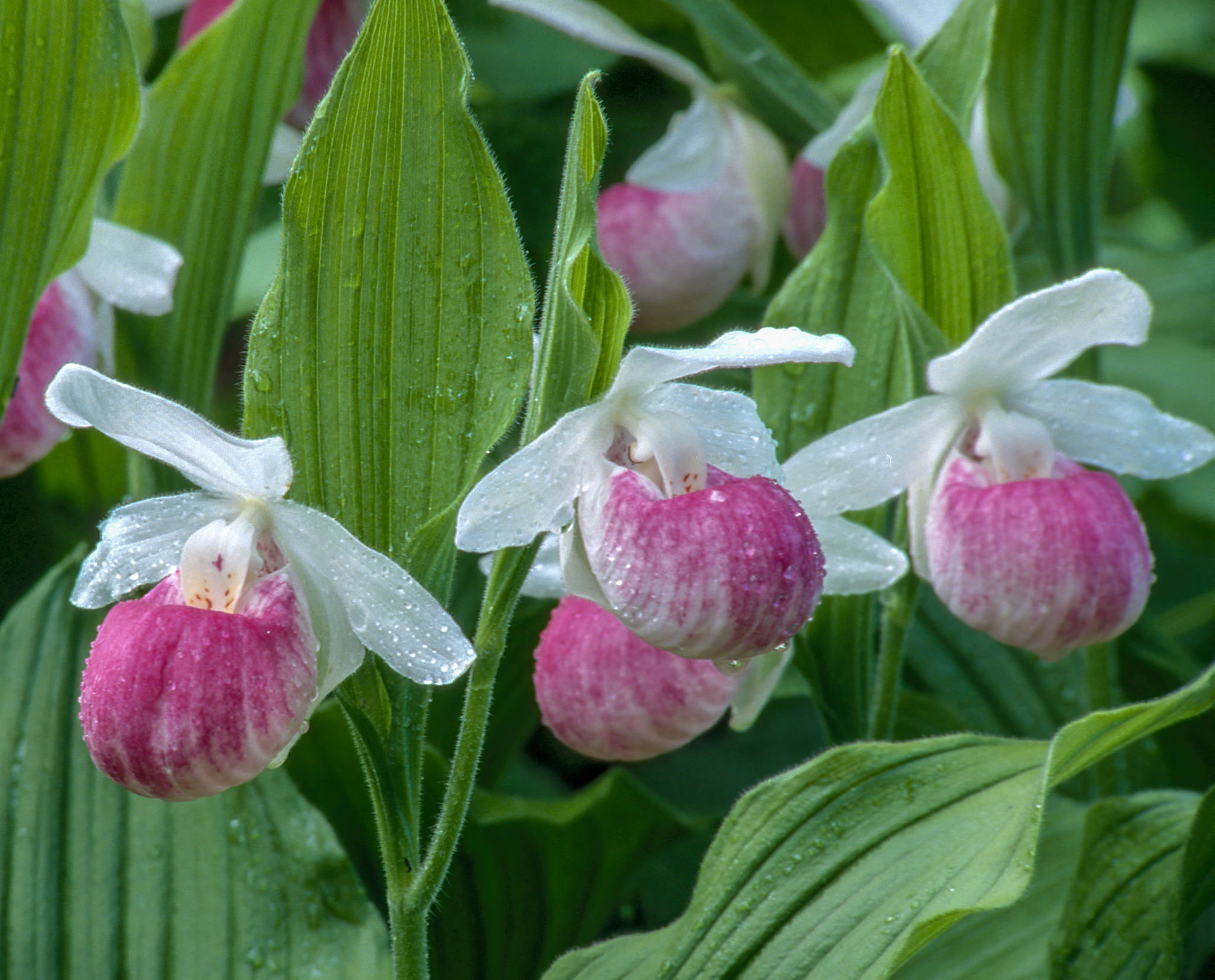 Lady Slippers